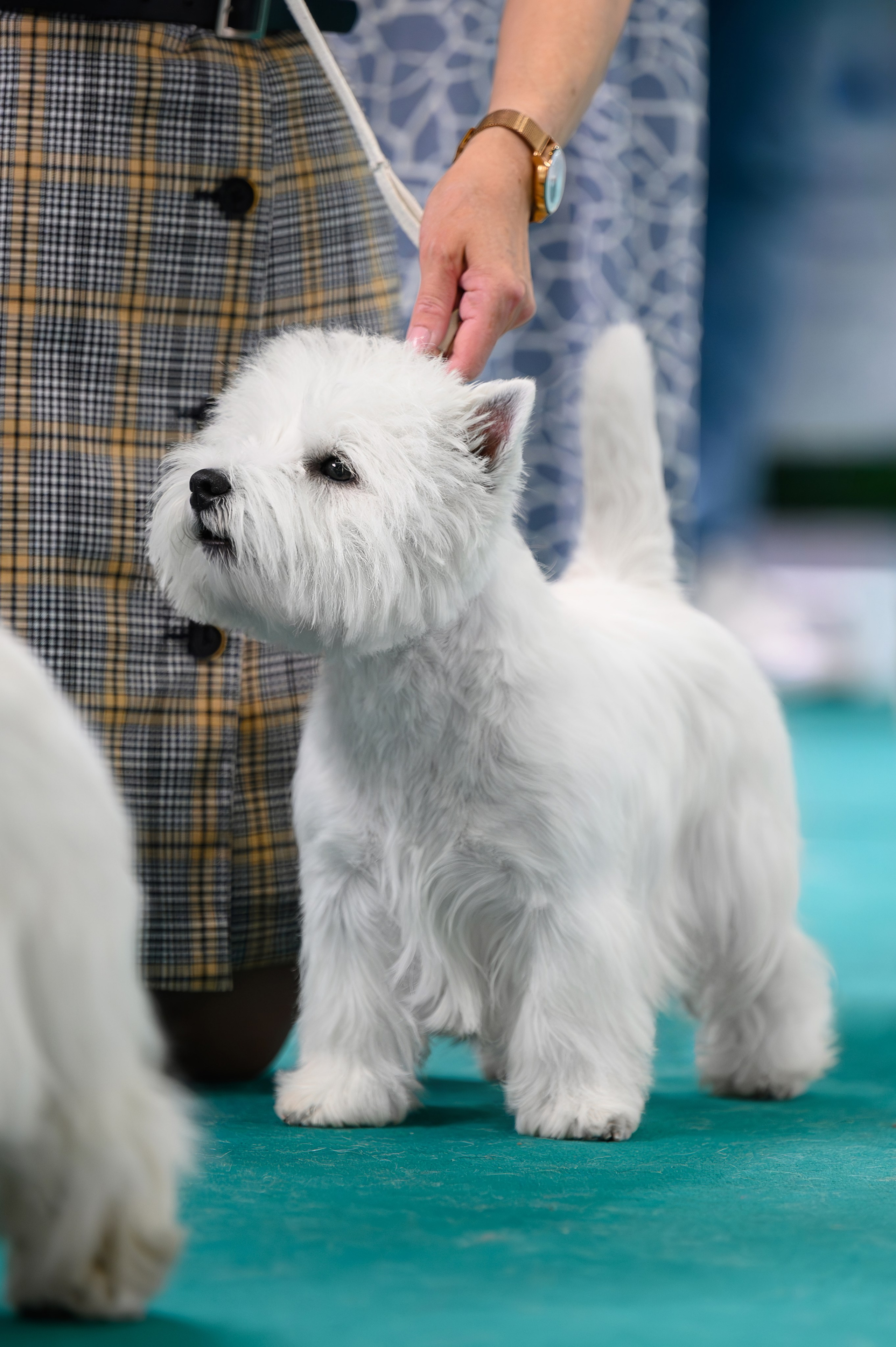 Выставка с международной экспертизой «Летний Кубок Москвы». Питомник собак породы вест хайленд вайт терьер в Москве