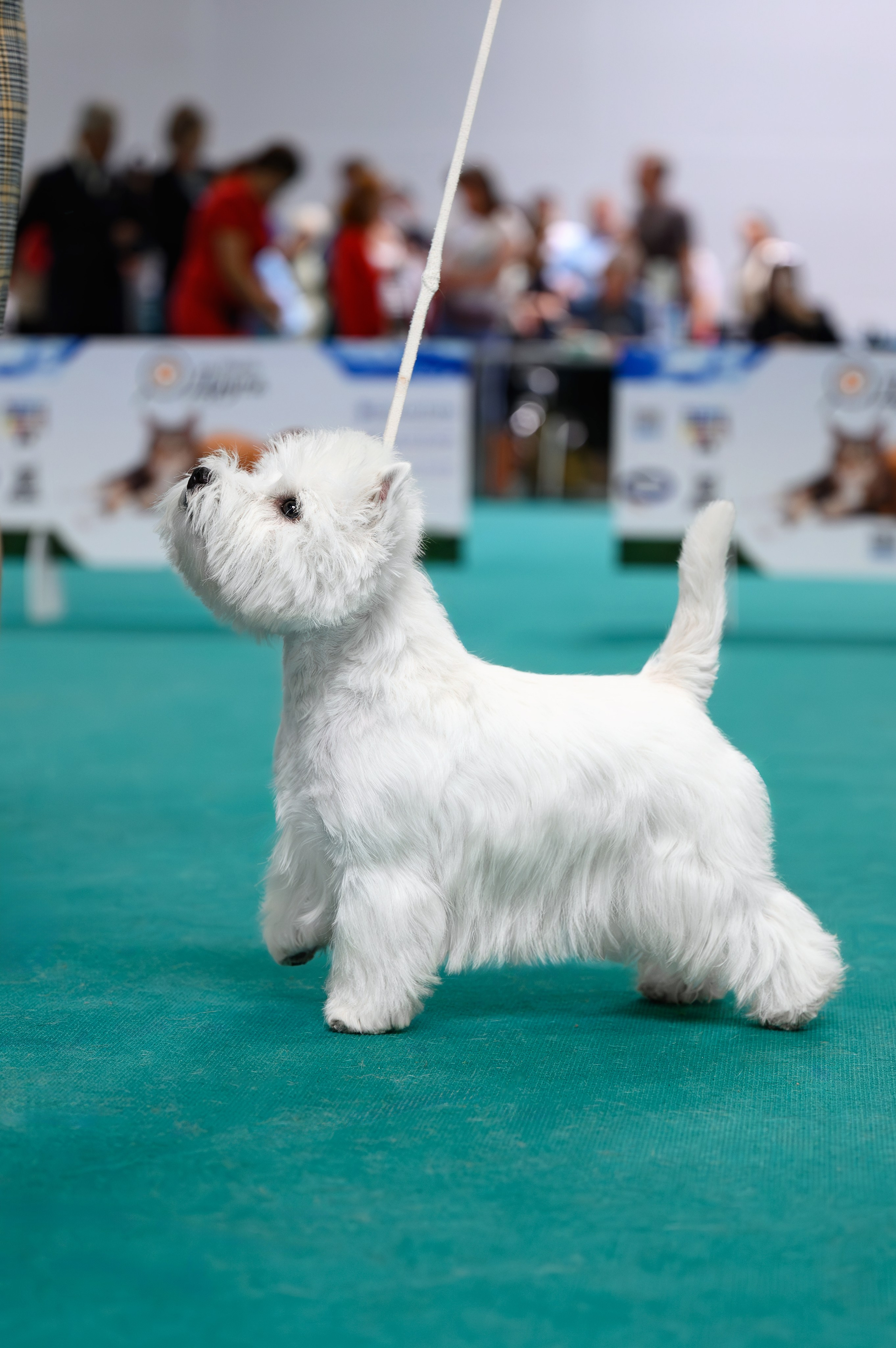 Выставка с международной экспертизой «Летний Кубок Москвы». Питомник собак породы вест хайленд вайт терьер в Москве