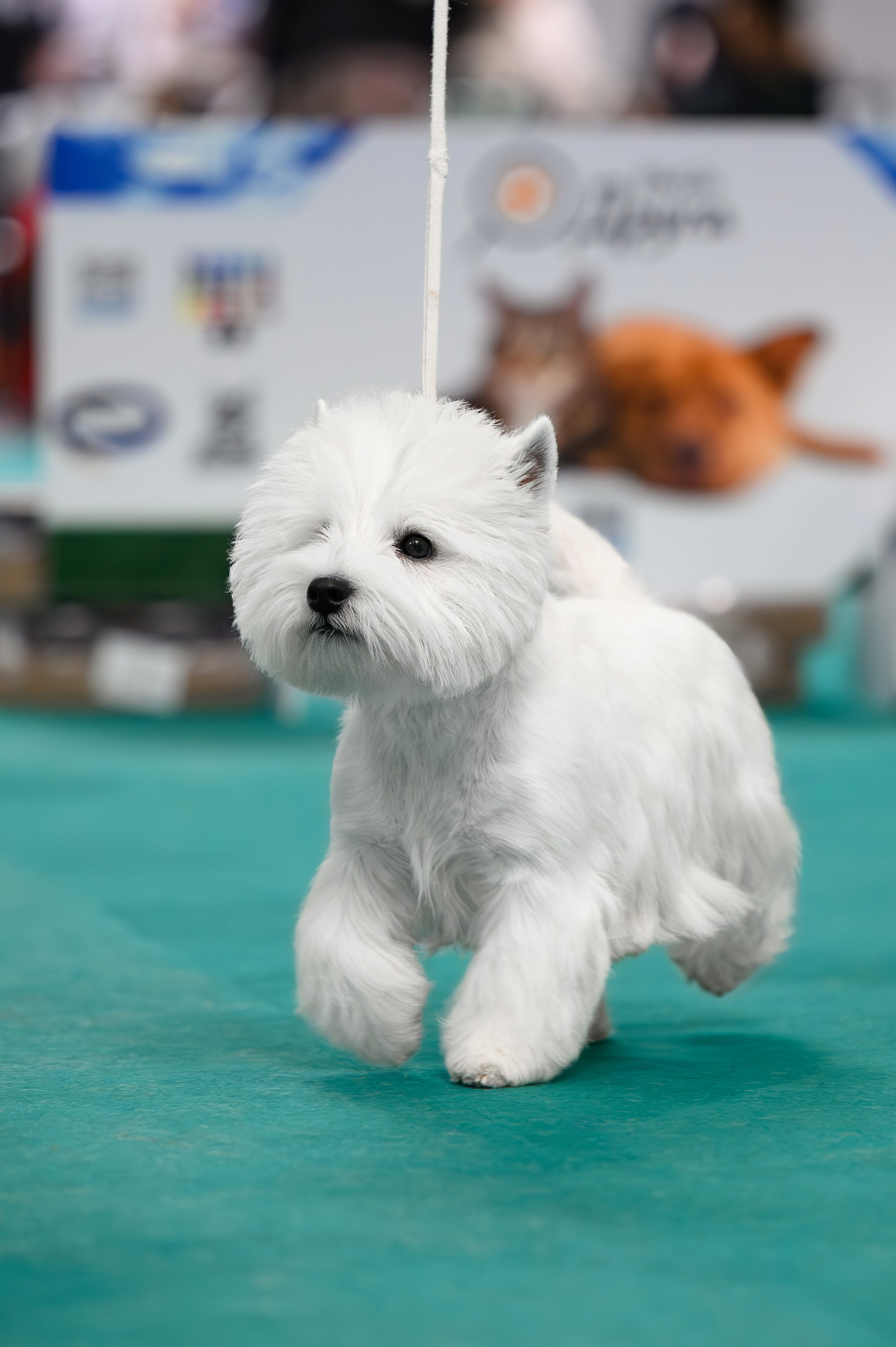 Выставка с международной экспертизой «Летний Кубок Москвы». Питомник собак породы вест хайленд вайт терьер в Москве