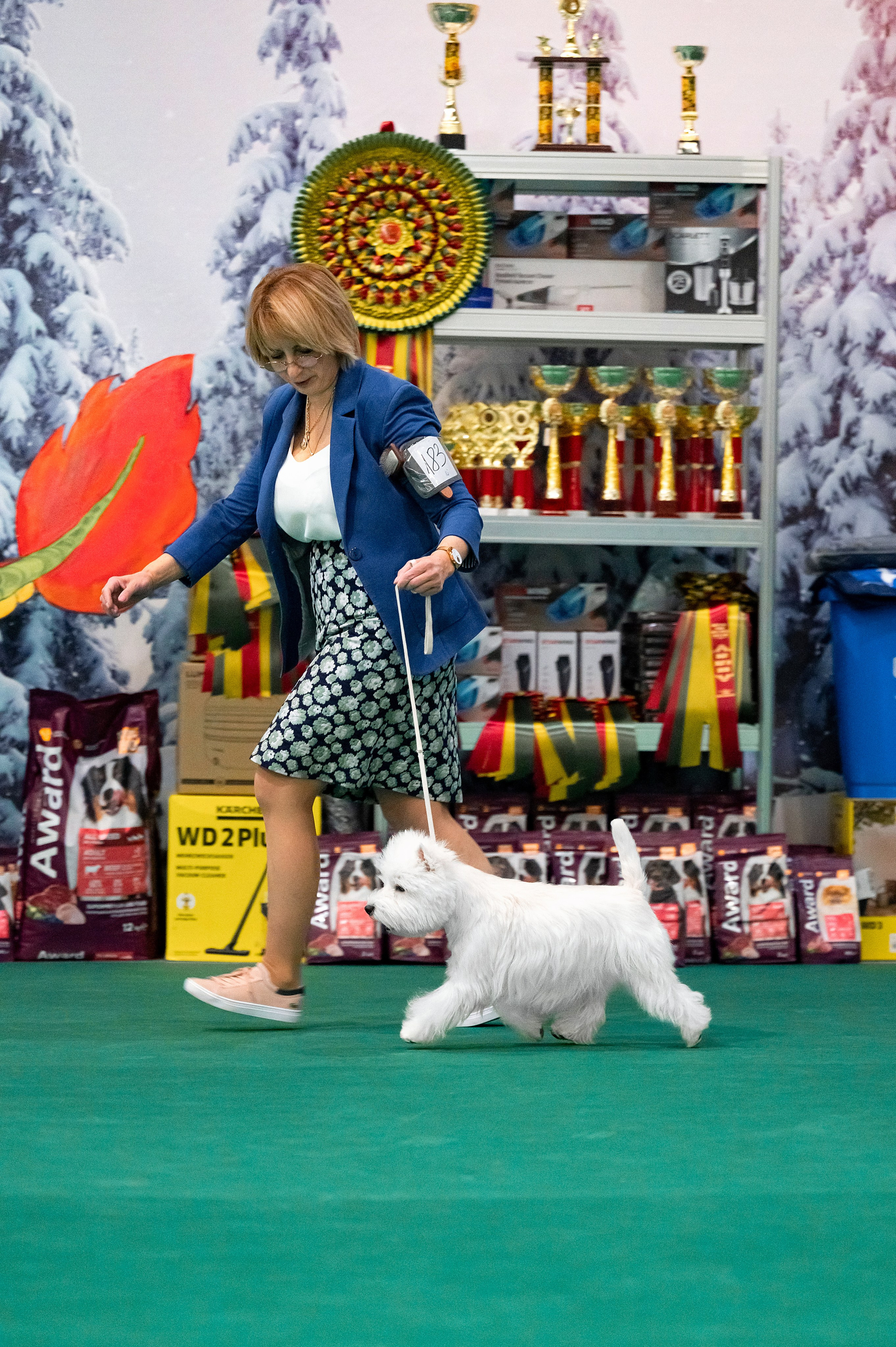 Национальная выставка собак «Зимний кубок Москвы — 1». Питомник собак породы вест хайленд вайт терьер в Москве