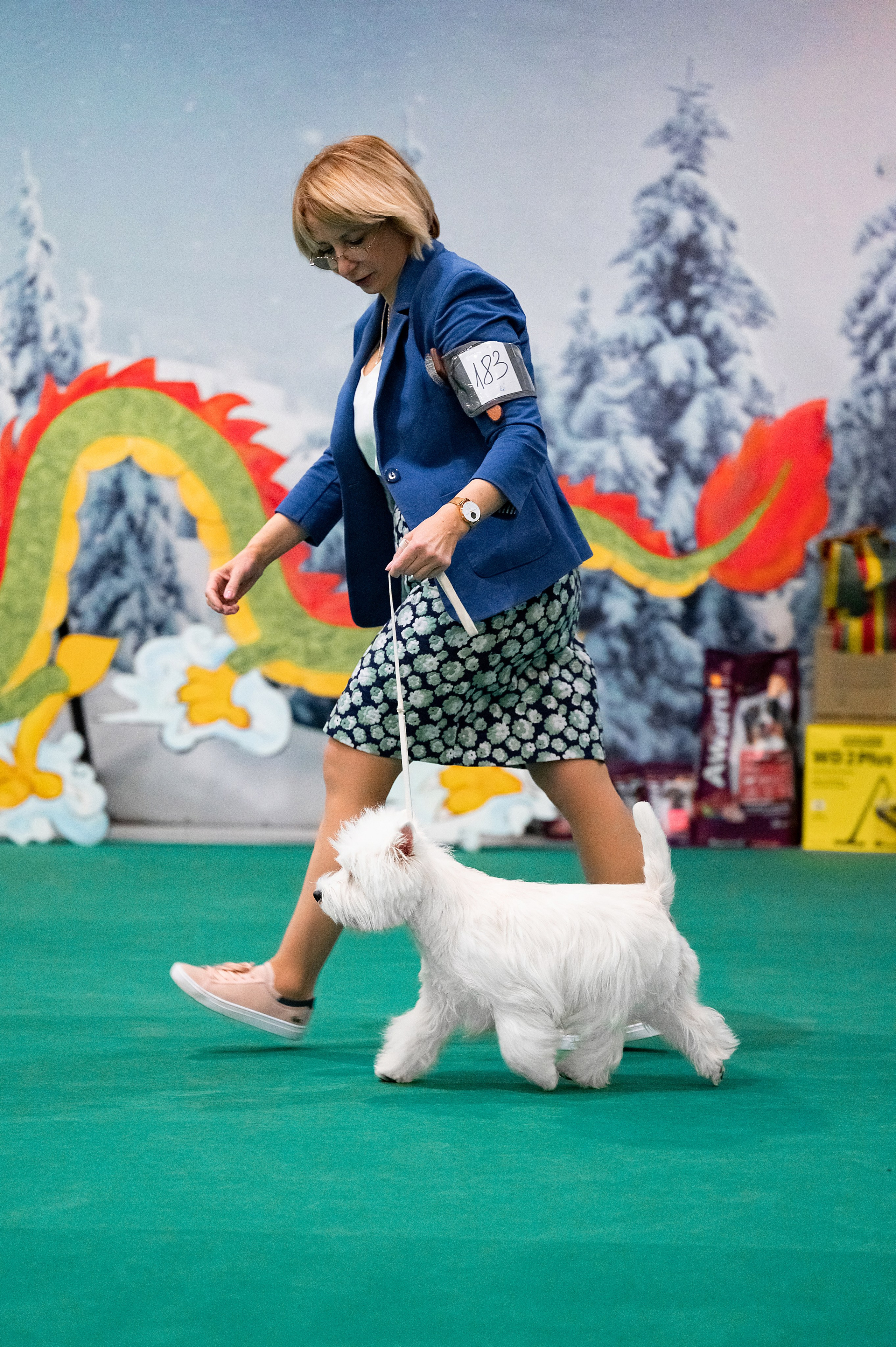 Национальная выставка собак «Зимний кубок Москвы — 1». Питомник собак породы вест хайленд вайт терьер в Москве