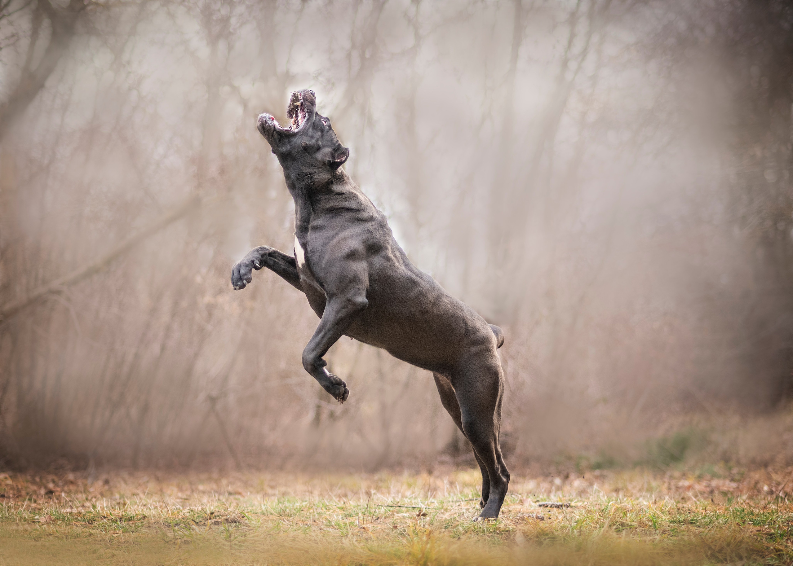 Фотограф анималист Ставрополь Яна Кудлай