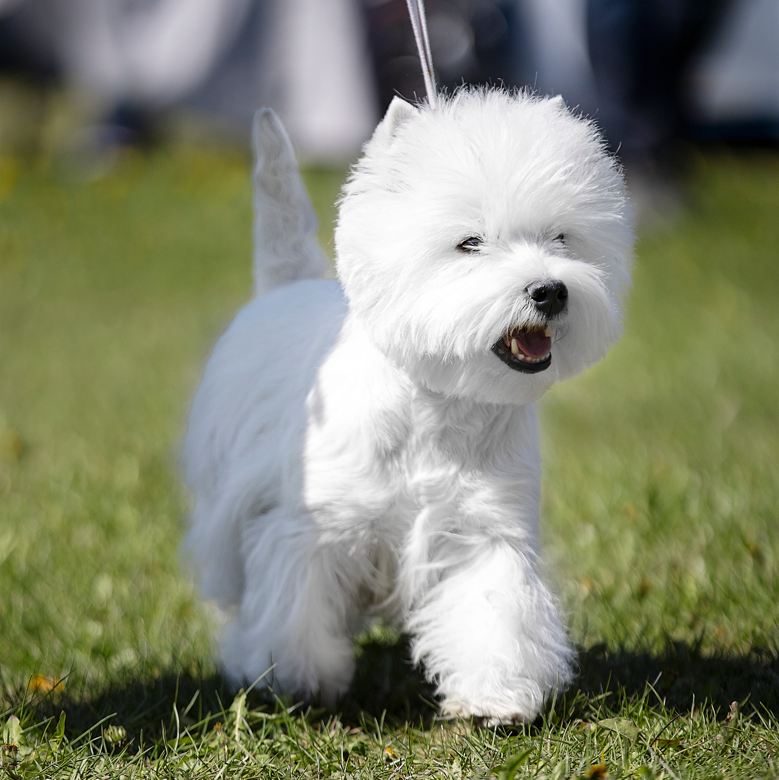 Питомник собак породы вест хайленд вайт терьер в Москве. Питомник собак породы вест хайленд вайт терьер в Москве
