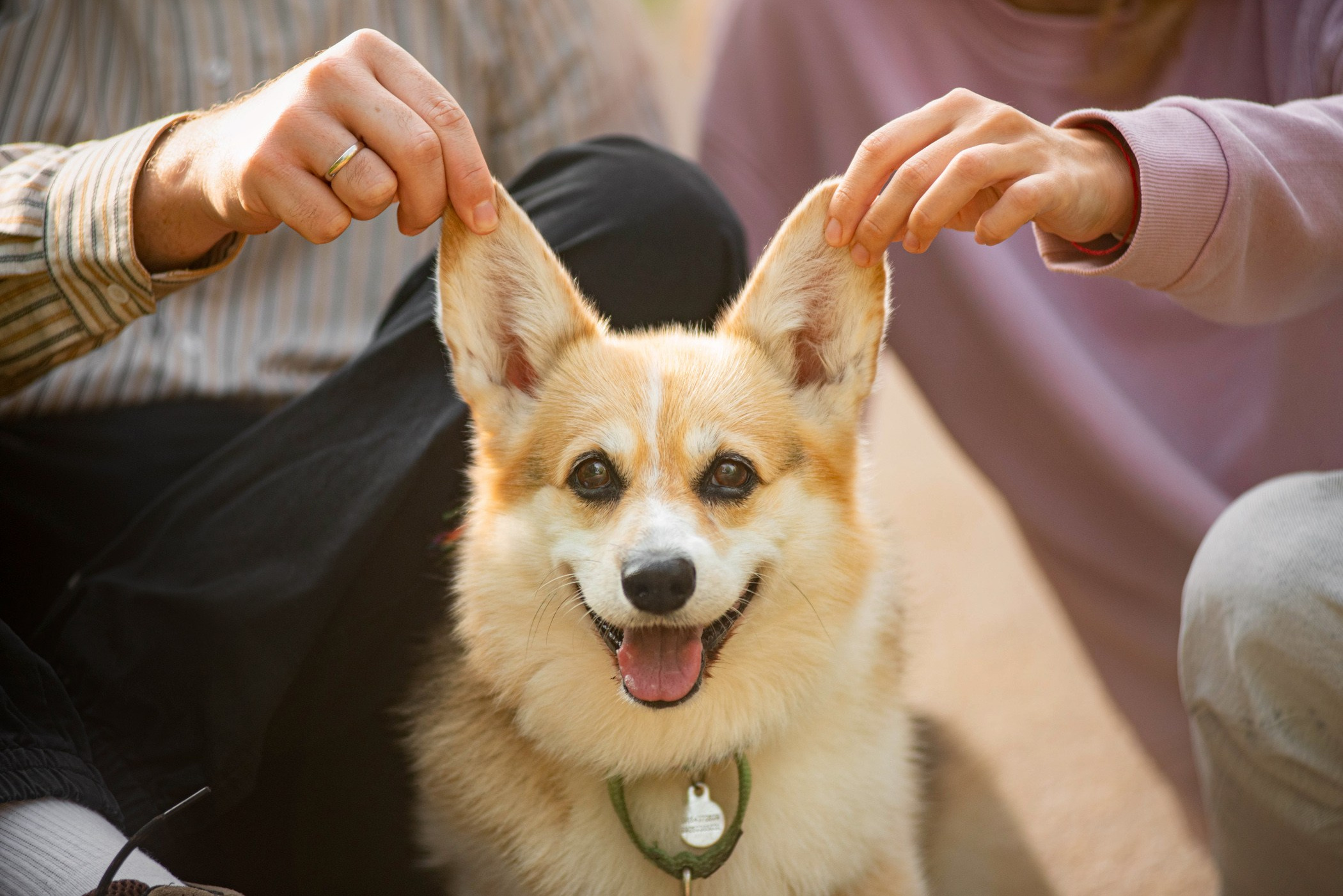 Услуги. Фотограф — анималист Саратов/Москва|Плужникова Юлия