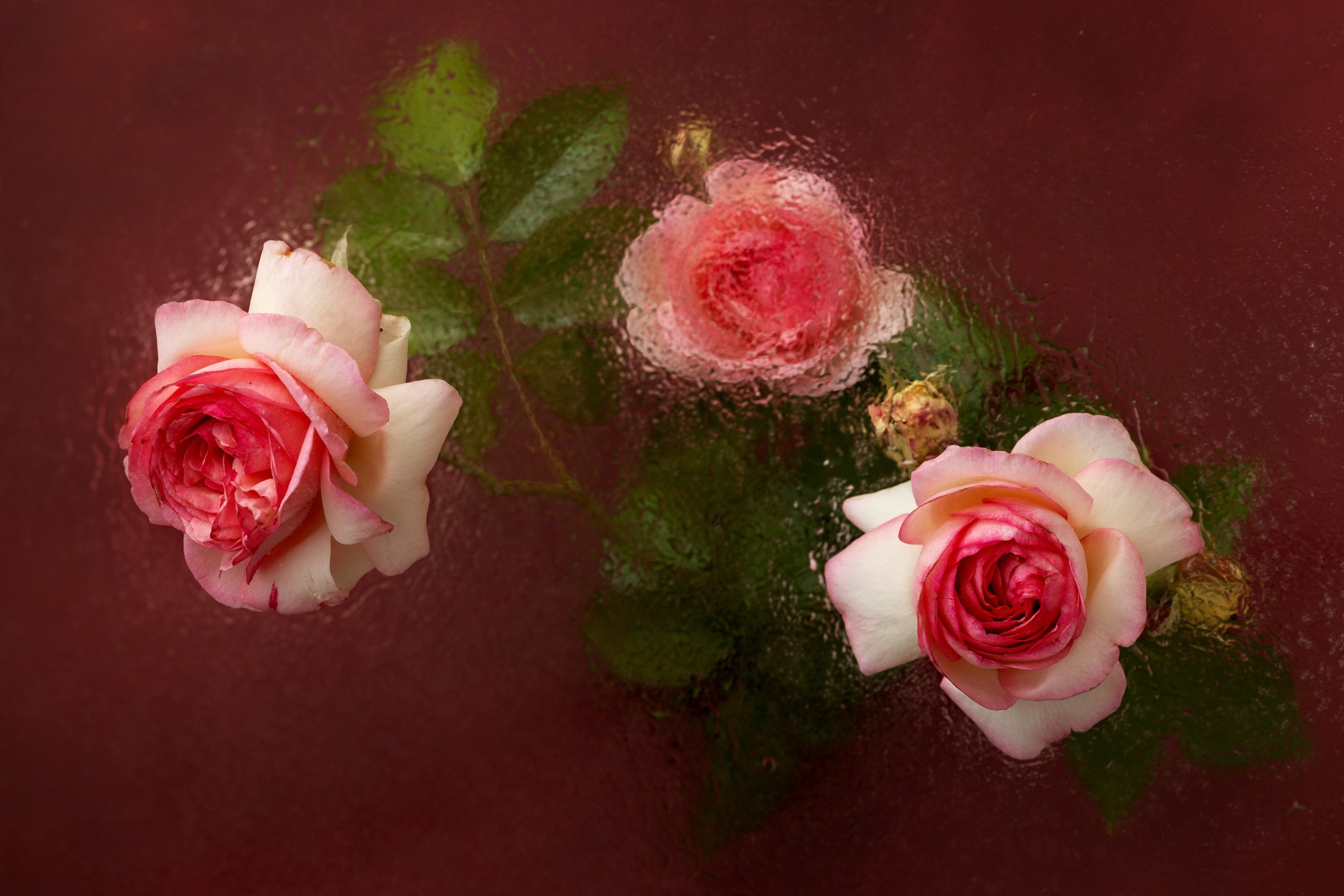 Floral Portraits. Author’s fine art prints with international delivery