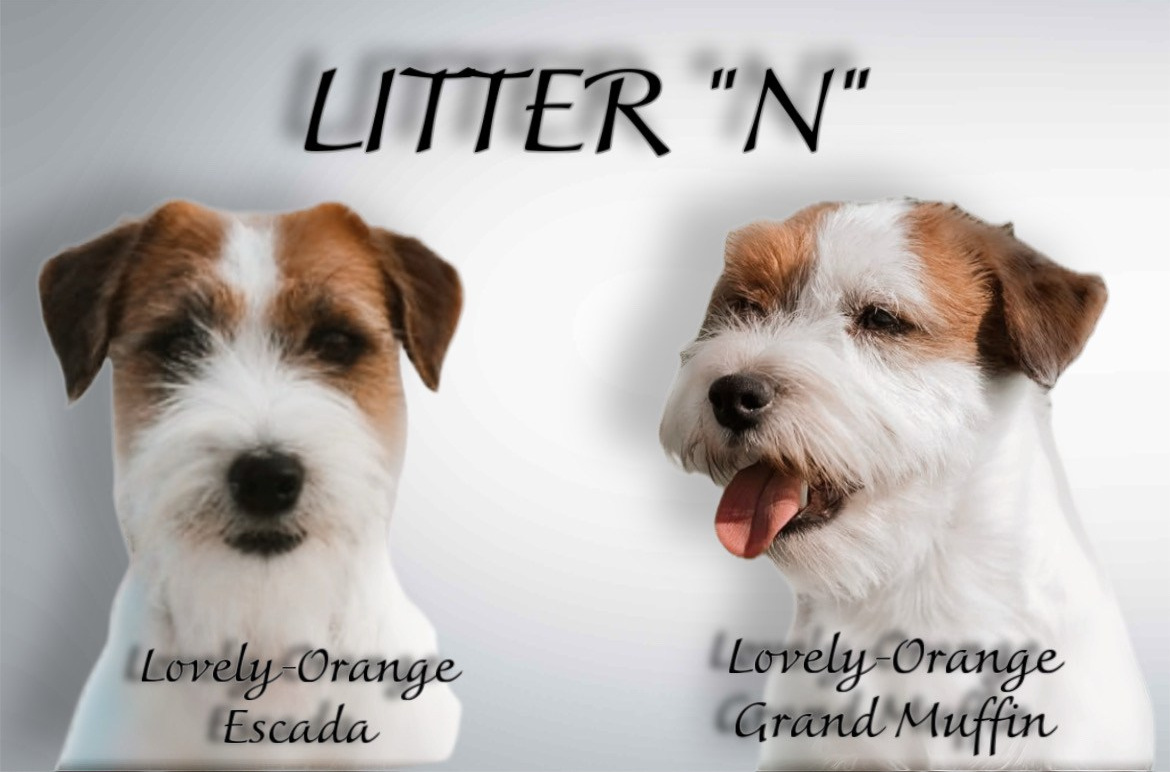Lovely Orange kennel Jack Russell Terrier FCI/RKF