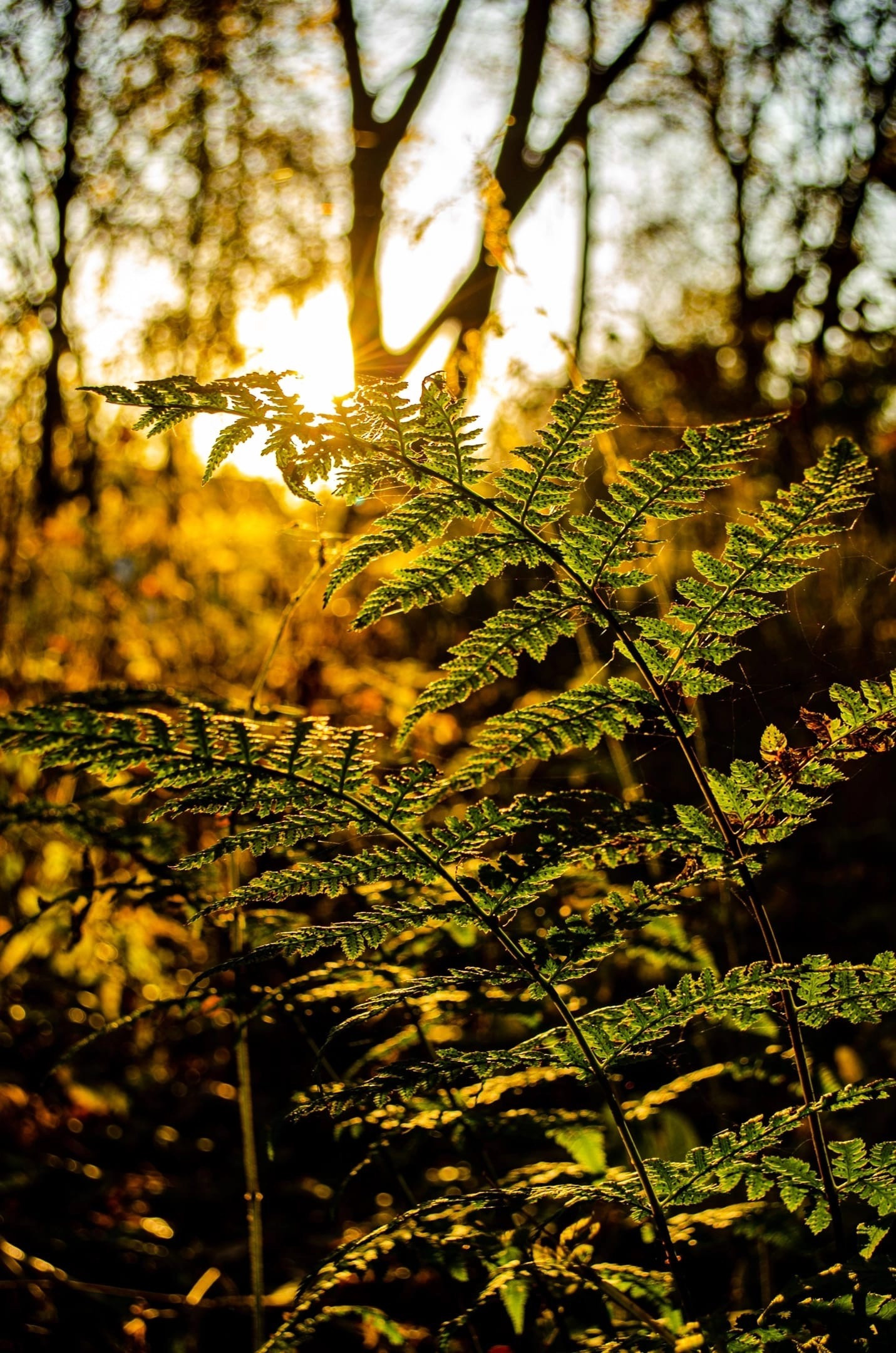 Лес в Брянской области: как мы отправились на фотосессию ранним утром. Свадебный и репортажный фотограф видеограф Брянск/Москва