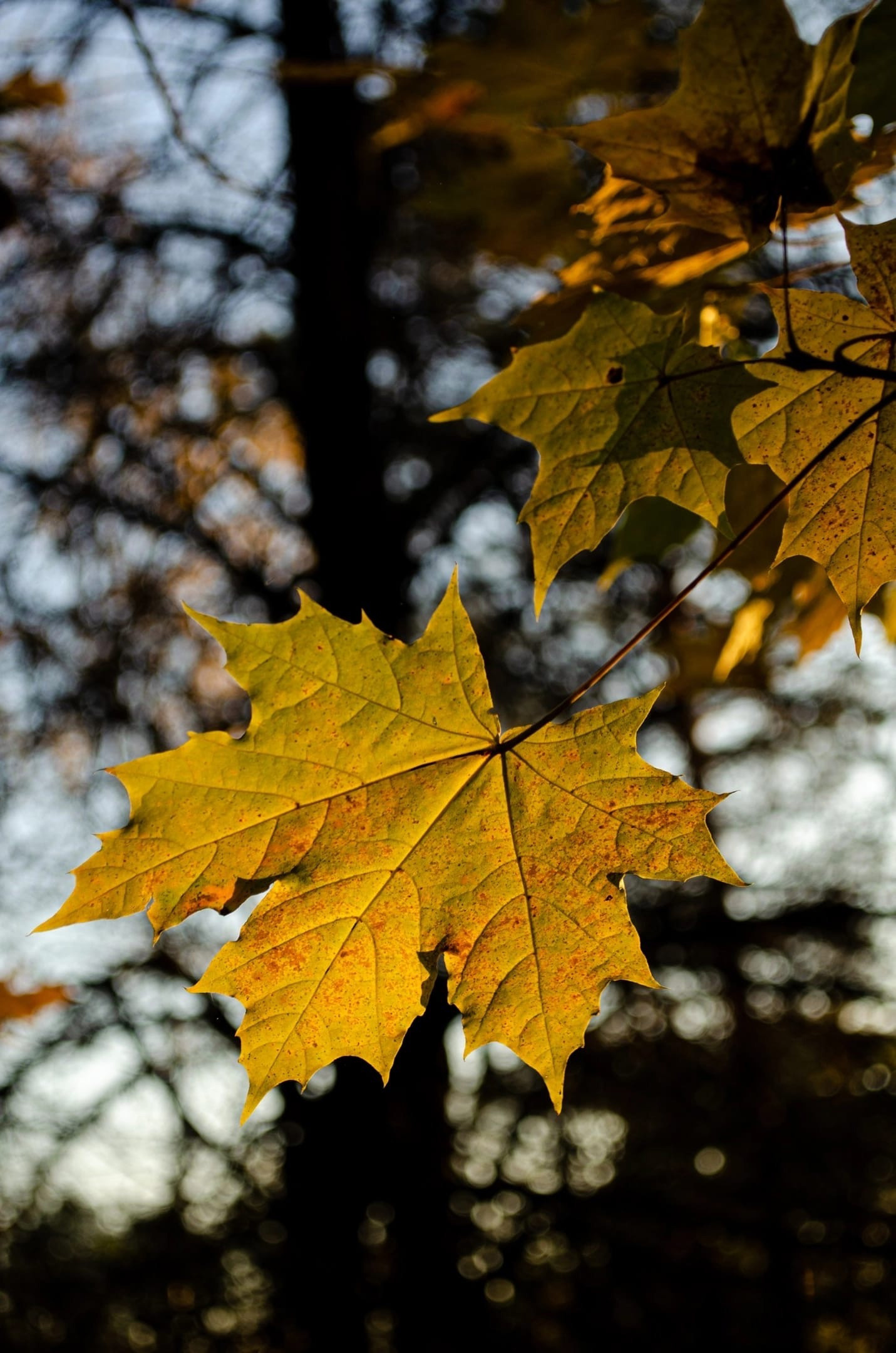 Лес в Брянской области: как мы отправились на фотосессию ранним утром. Свадебный и репортажный фотограф видеограф Брянск/Москва