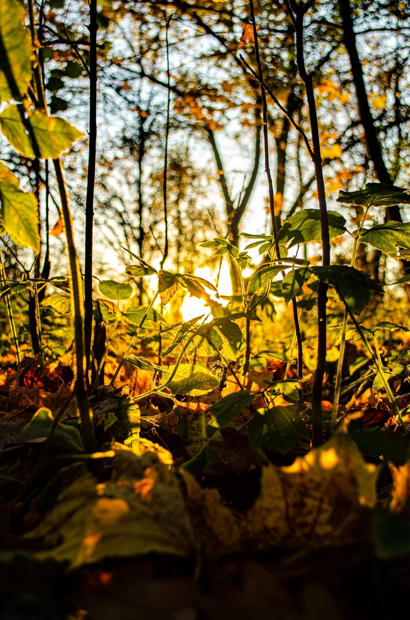 Лес в Брянской области: как мы отправились на фотосессию ранним утром. Свадебный и репортажный фотограф видеограф Брянск/Москва