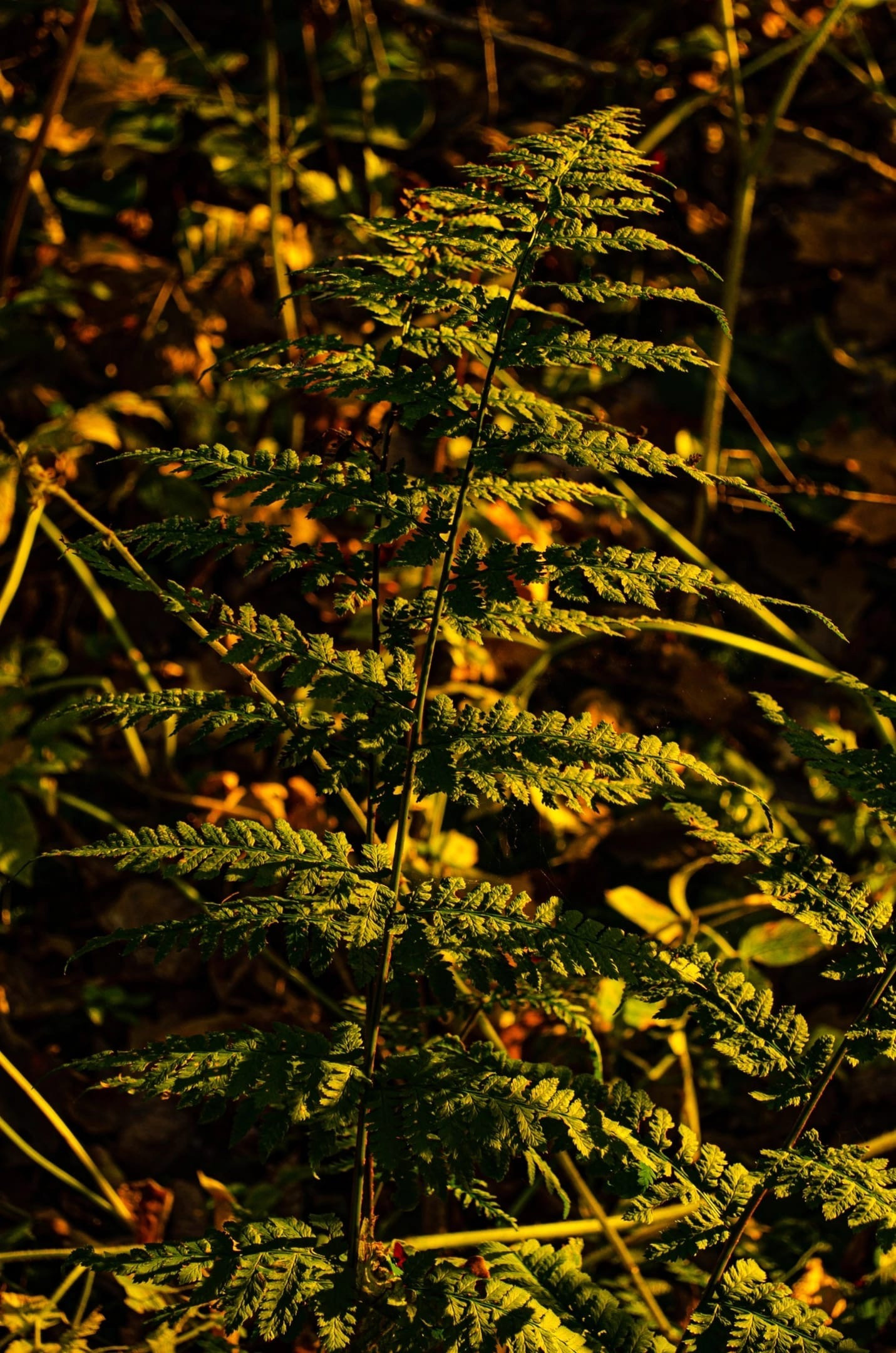 Лес в Брянской области: как мы отправились на фотосессию ранним утром. Свадебный и репортажный фотограф видеограф Брянск/Москва