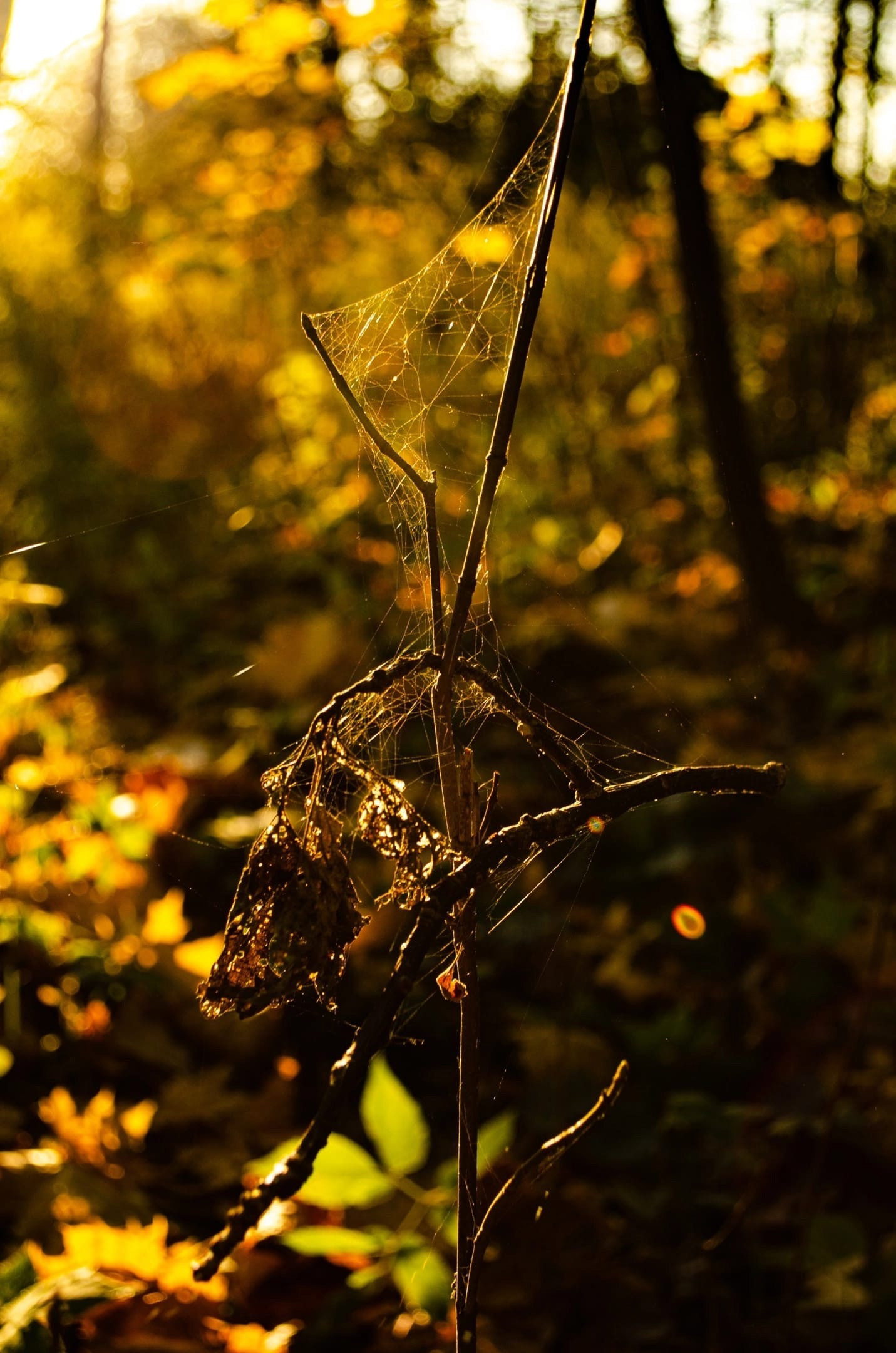 Лес в Брянской области: как мы отправились на фотосессию ранним утром. Свадебный и репортажный фотограф видеограф Брянск/Москва