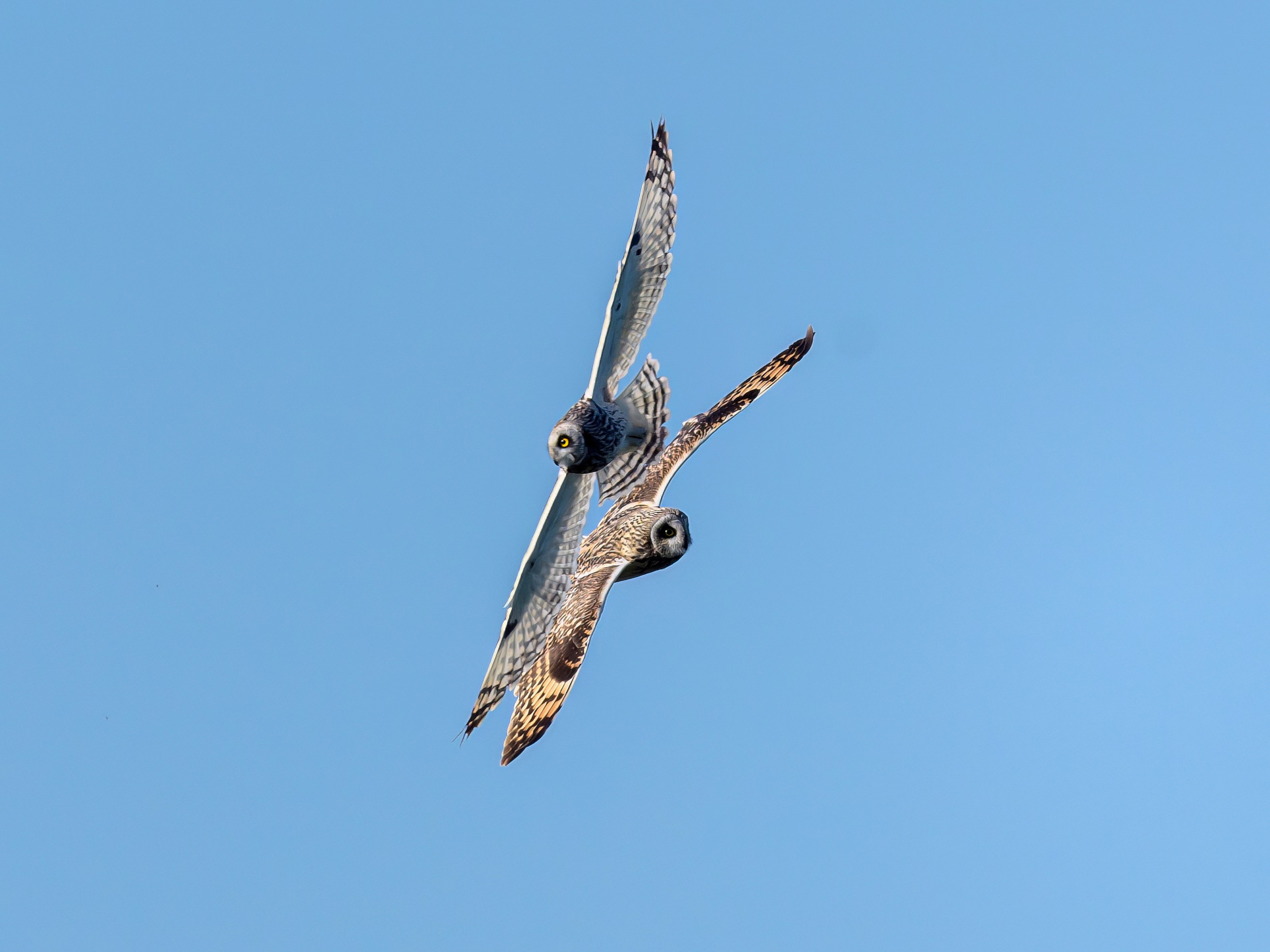 Совы играют в догонялки. Wildlife photography by Sergey Puponin