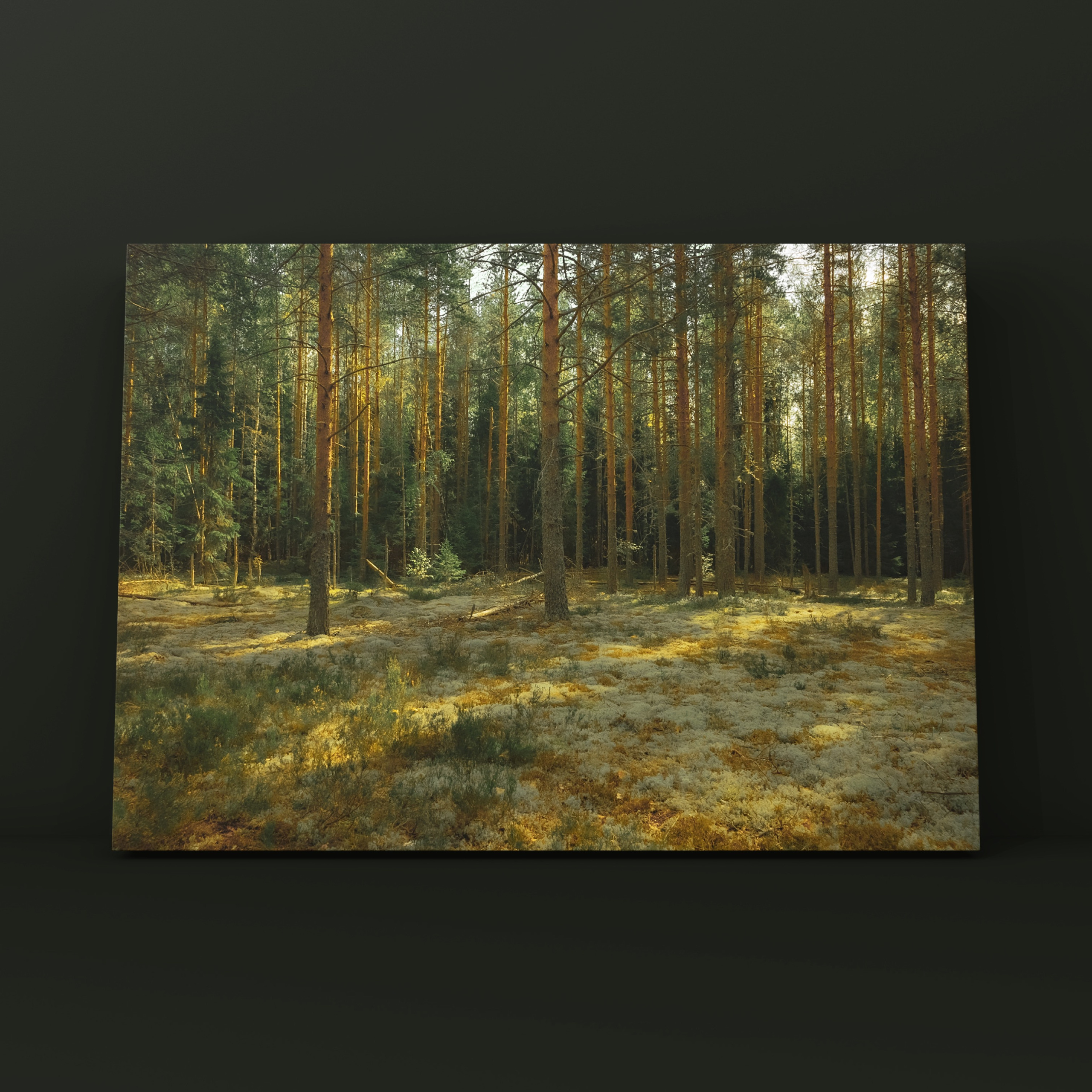 Природа и пейзаж. Фотограф в Москве Сергей Коршунов