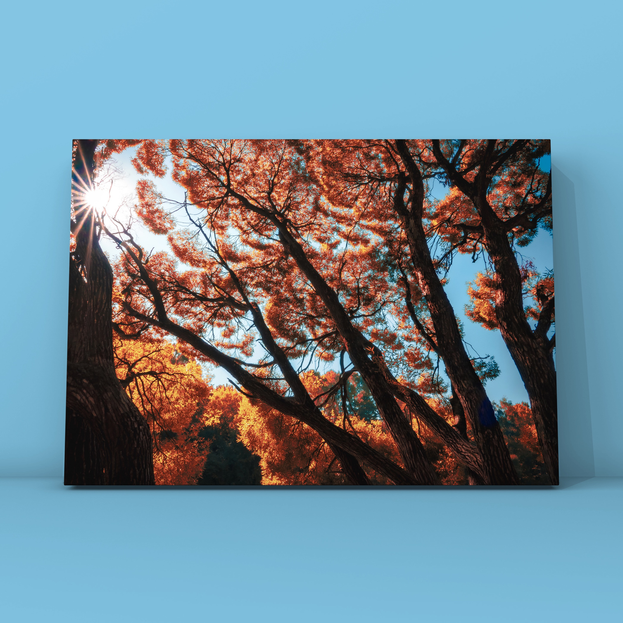 Ивы ВДНХ. Фотограф в Москве Сергей Коршунов