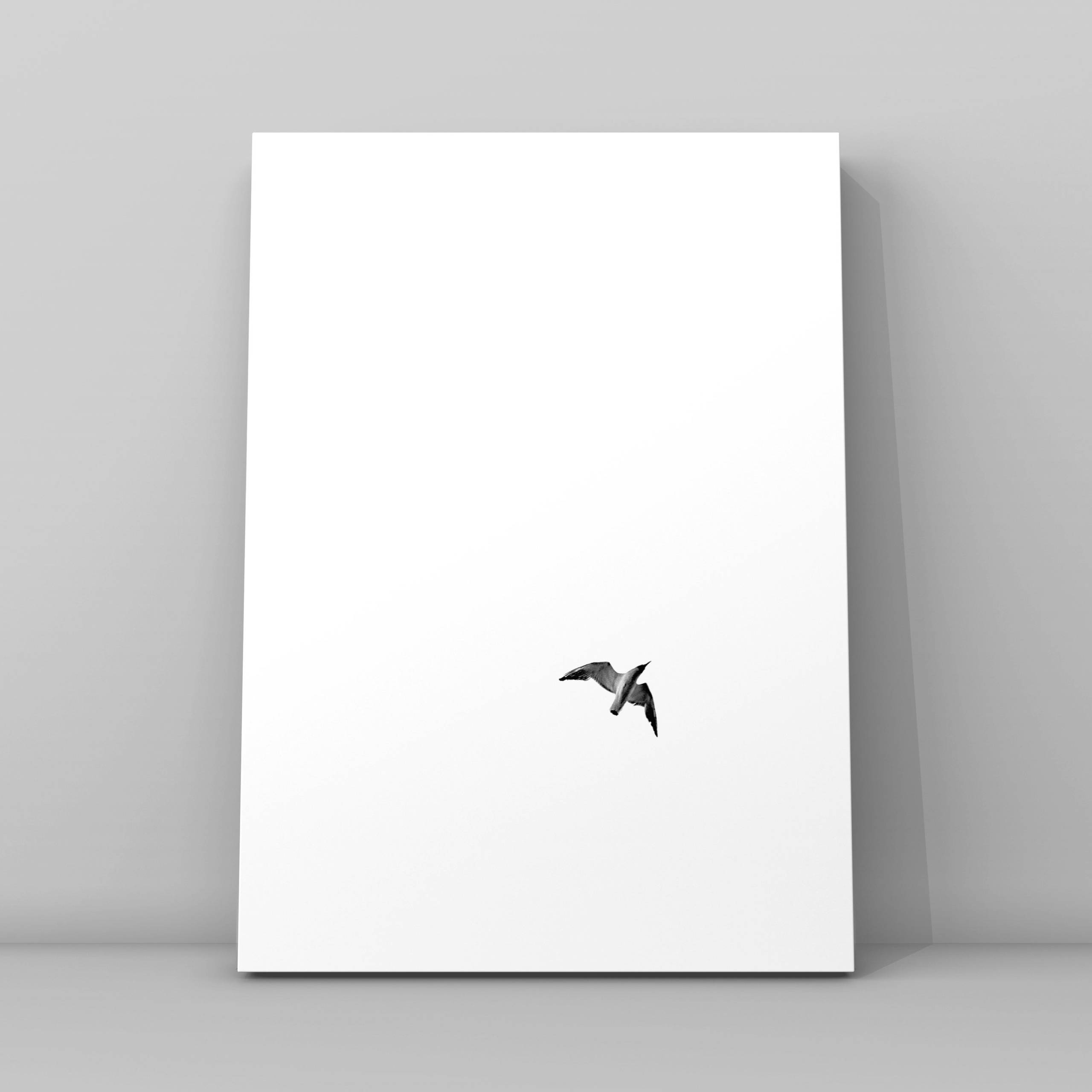 Маленькая чайка на белом фоне 1. Фотограф в Москве Сергей Коршунов