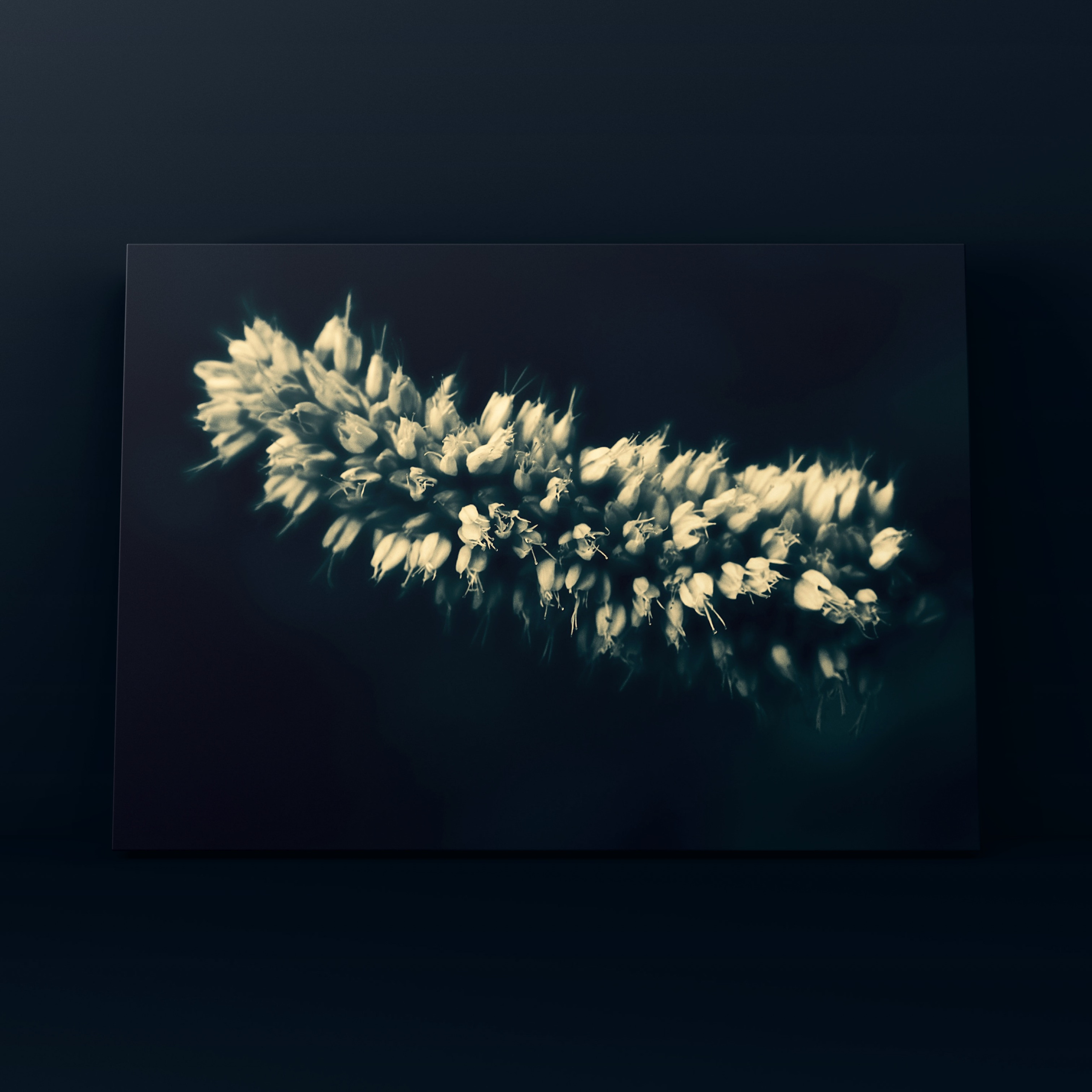 Цветок гусеница. Фотограф в Москве Сергей Коршунов