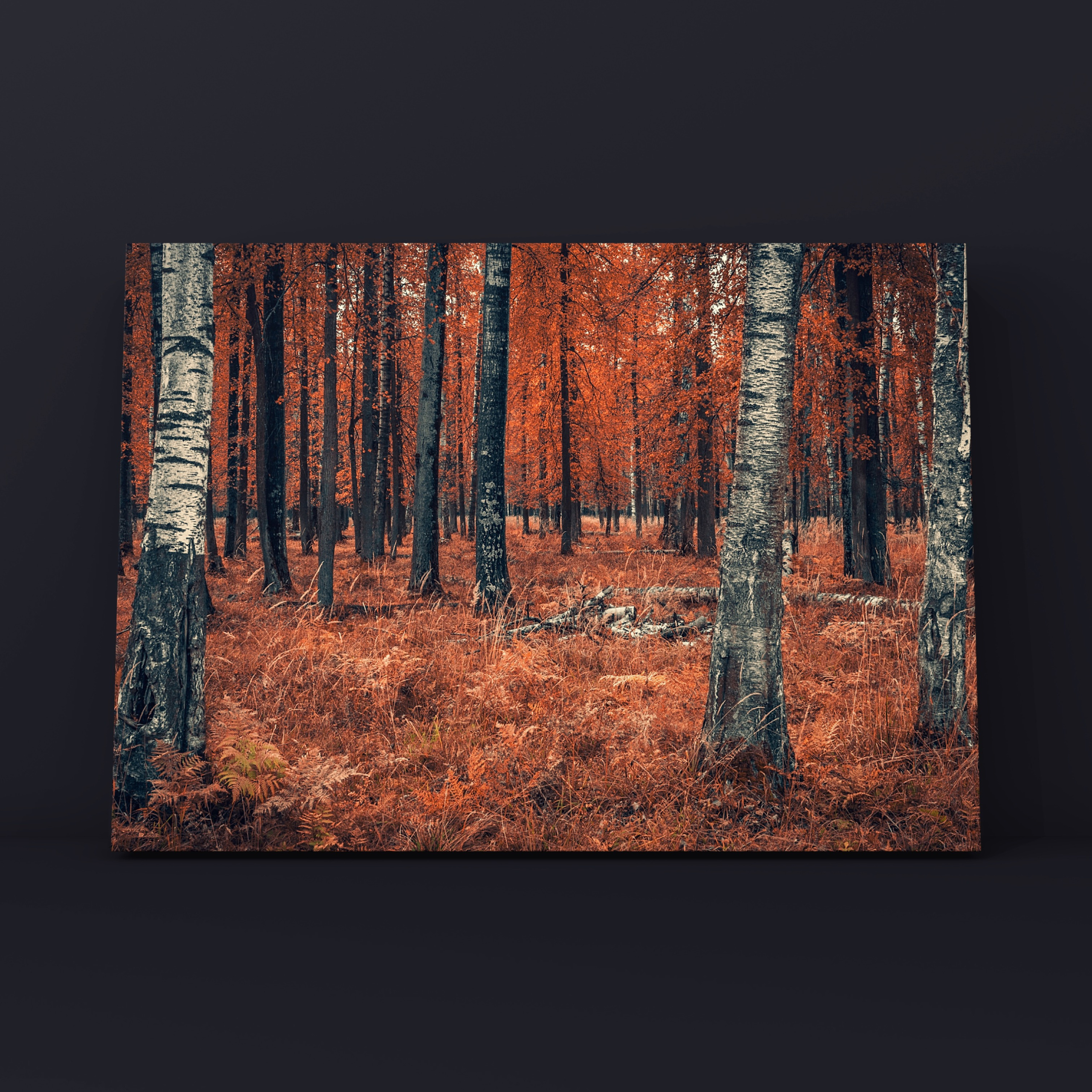 Осенние берёзы в зубровнике. Фотограф в Москве Сергей Коршунов