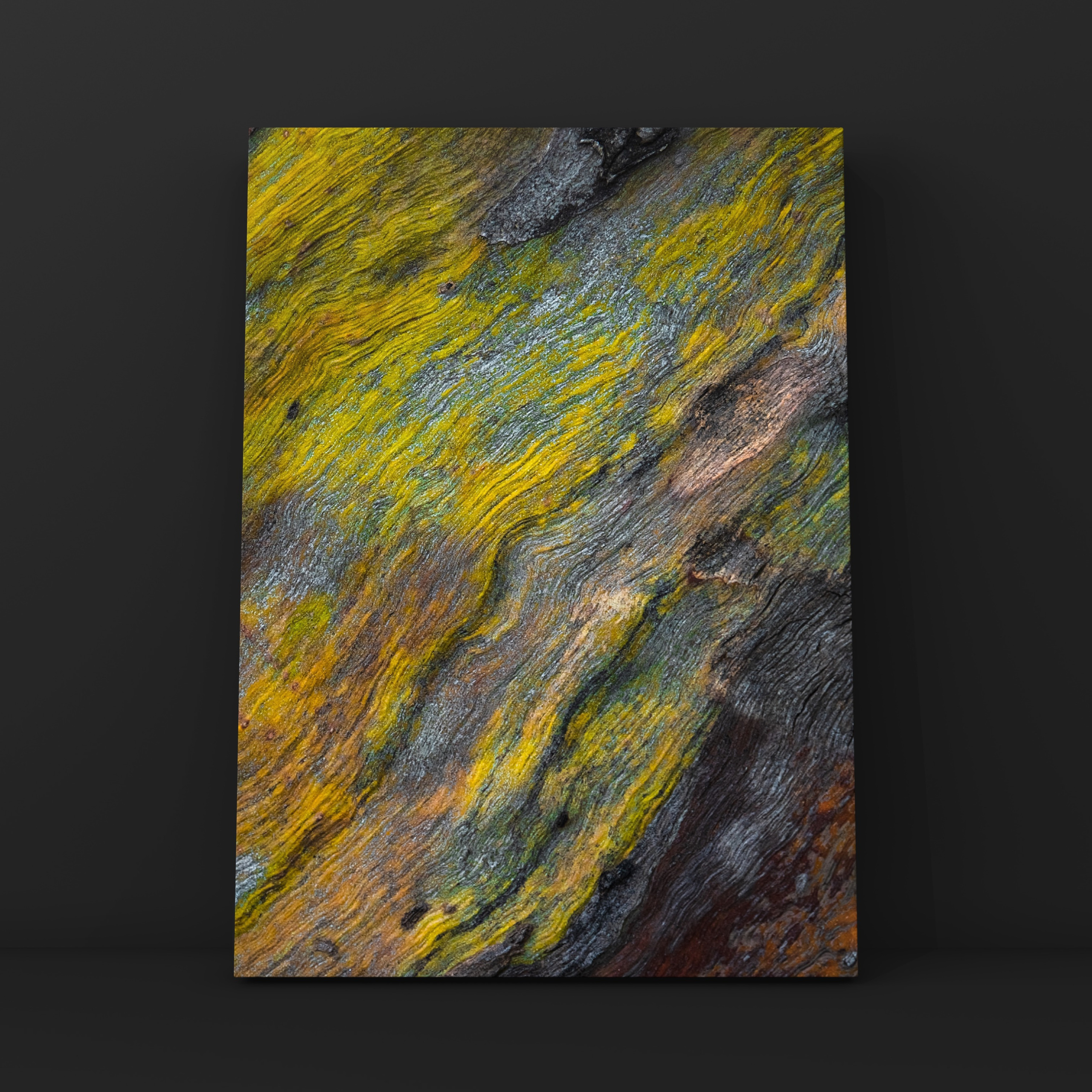 Ствол эвкалипта 6. Фотограф в Москве Сергей Коршунов