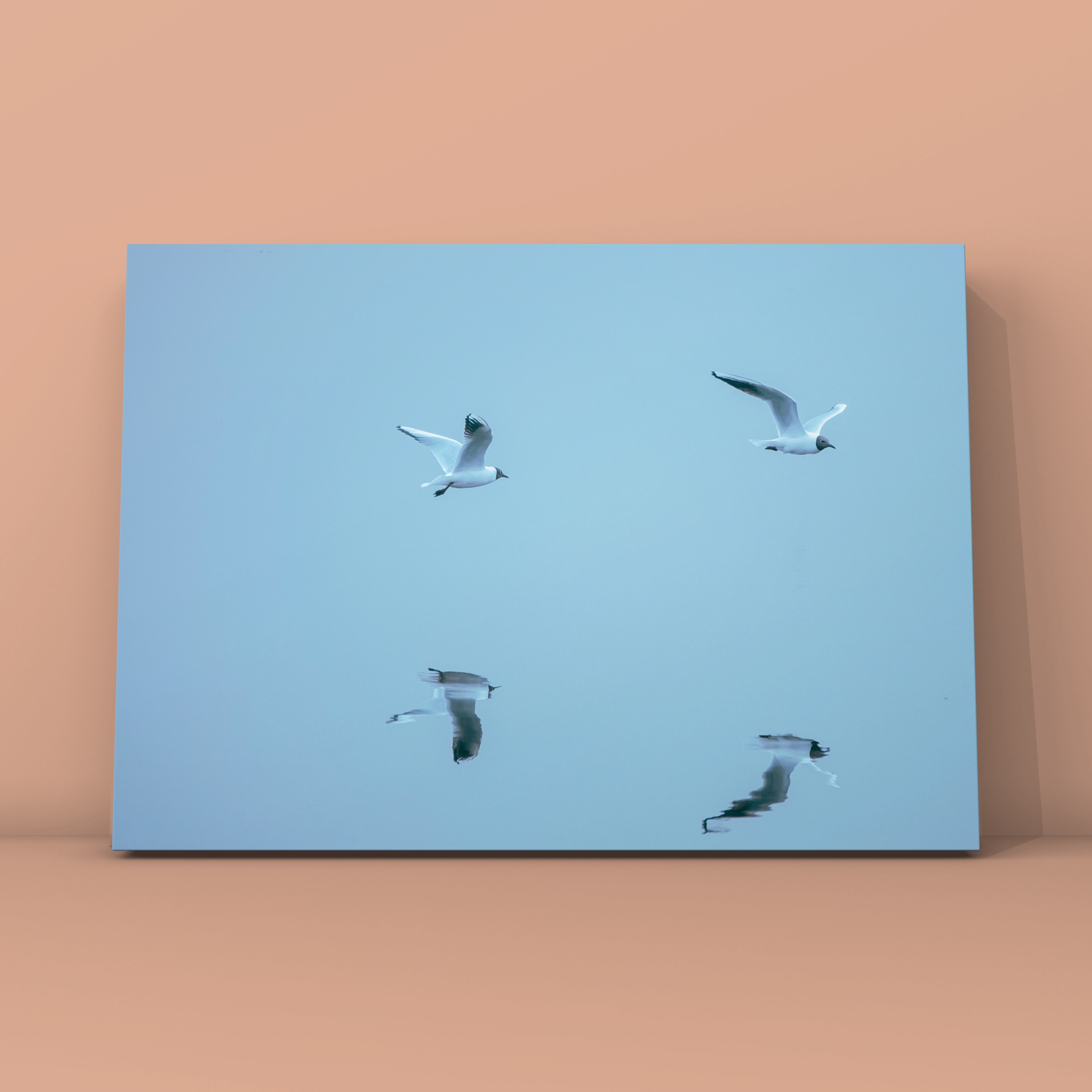 Две чайки. Фотограф в Москве Сергей Коршунов