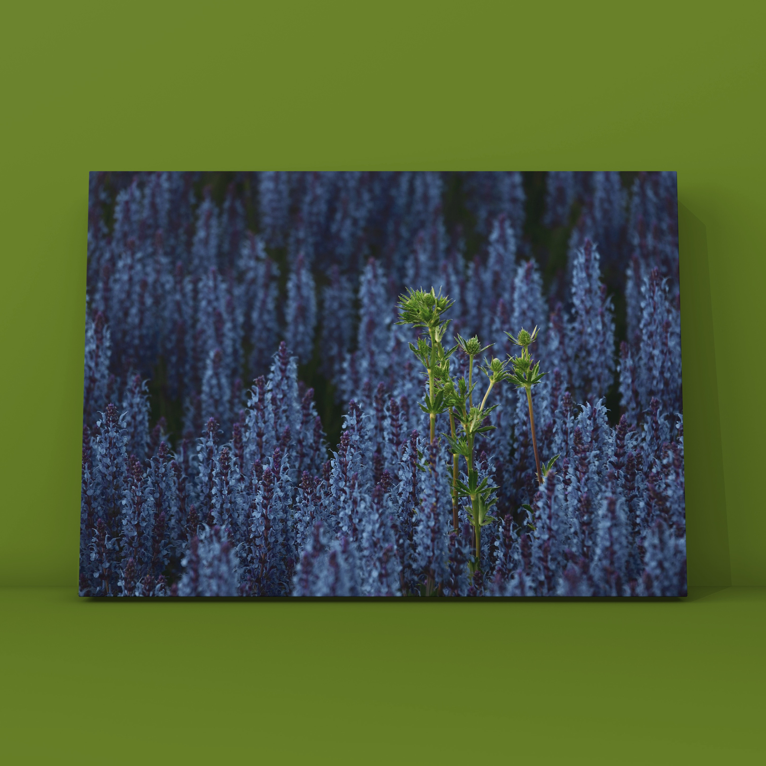 Лаванда Зарядье. Фотограф в Москве Сергей Коршунов