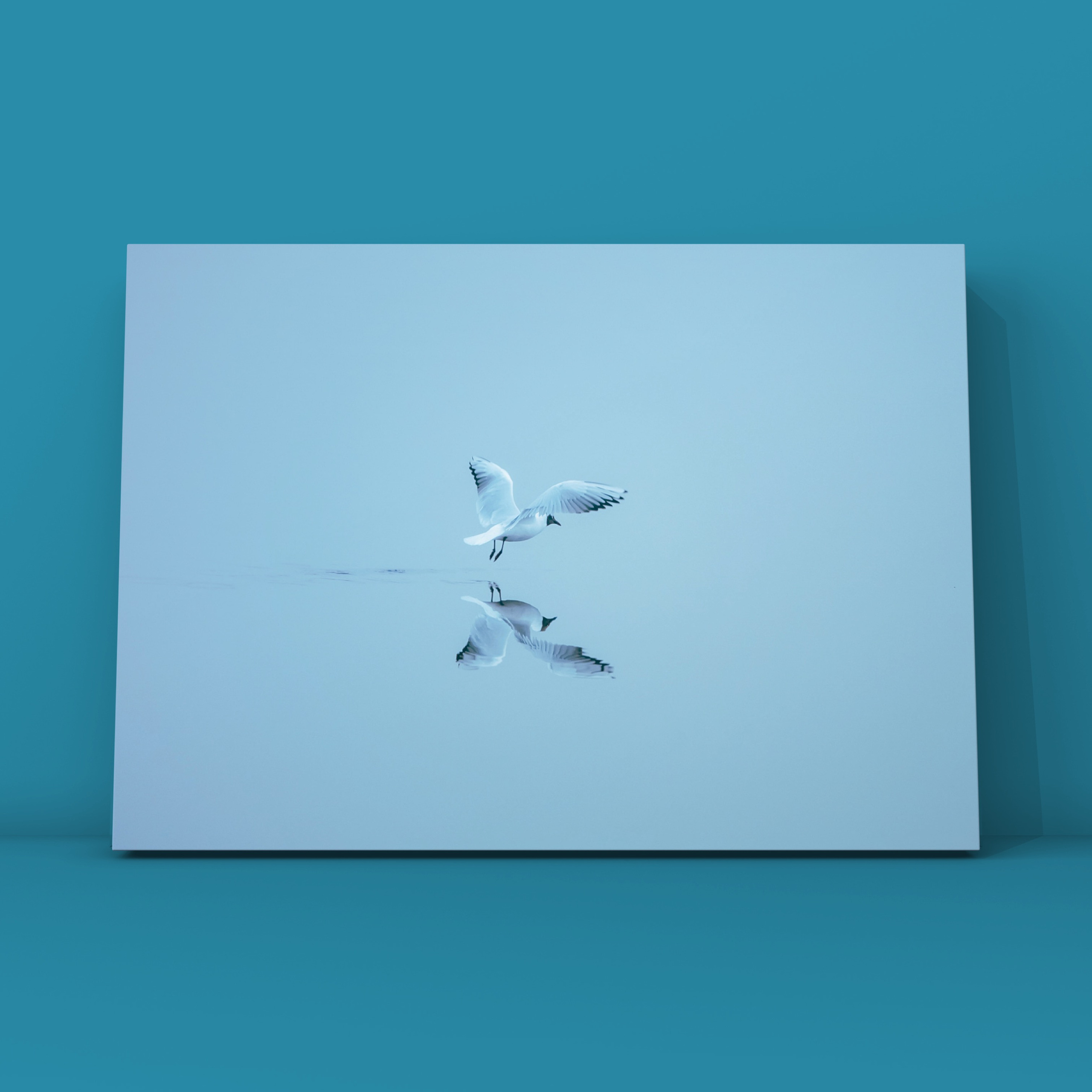 Одинокая чайка. Фотограф в Москве Сергей Коршунов