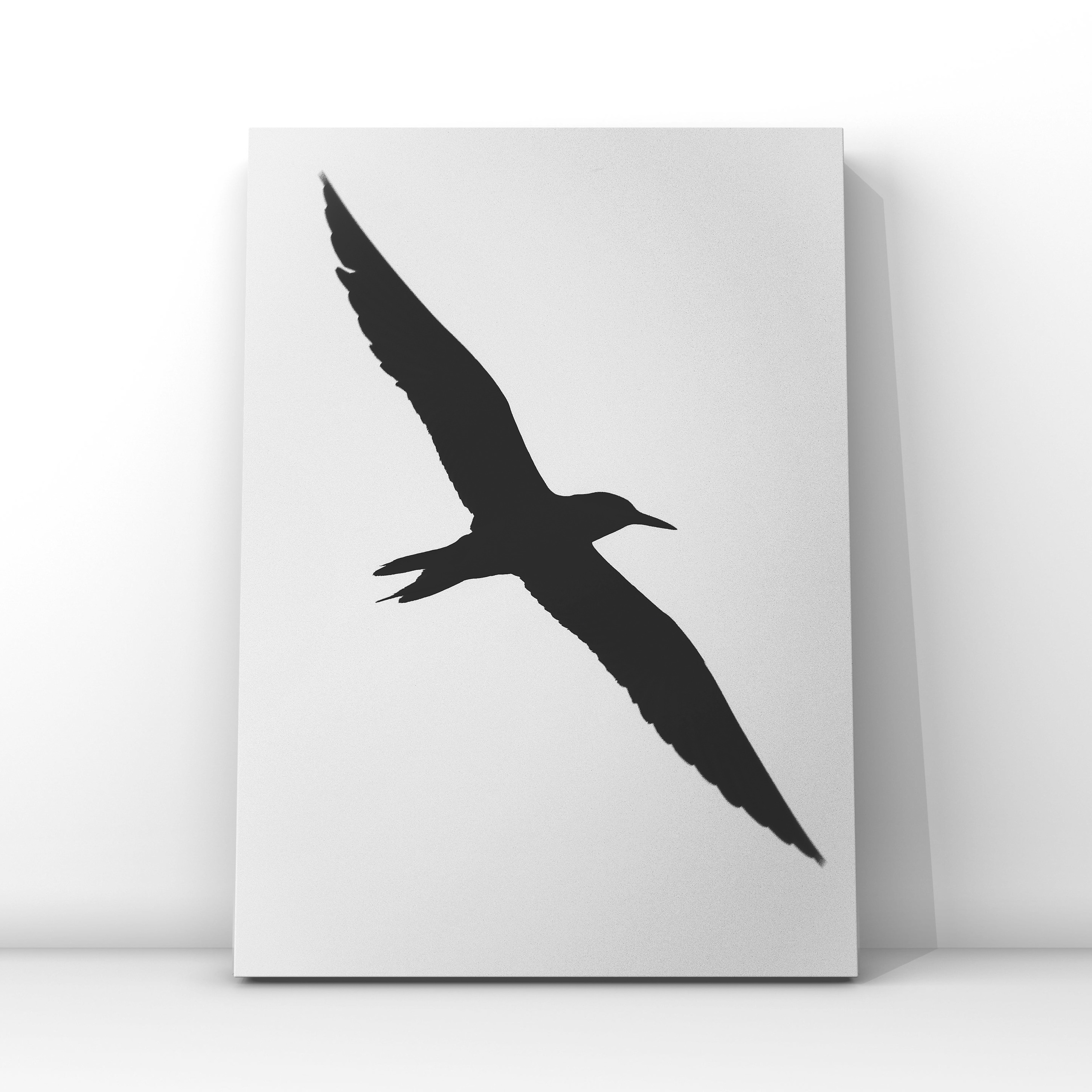 Чайка крупно ЧБ. Фотограф в Москве Сергей Коршунов