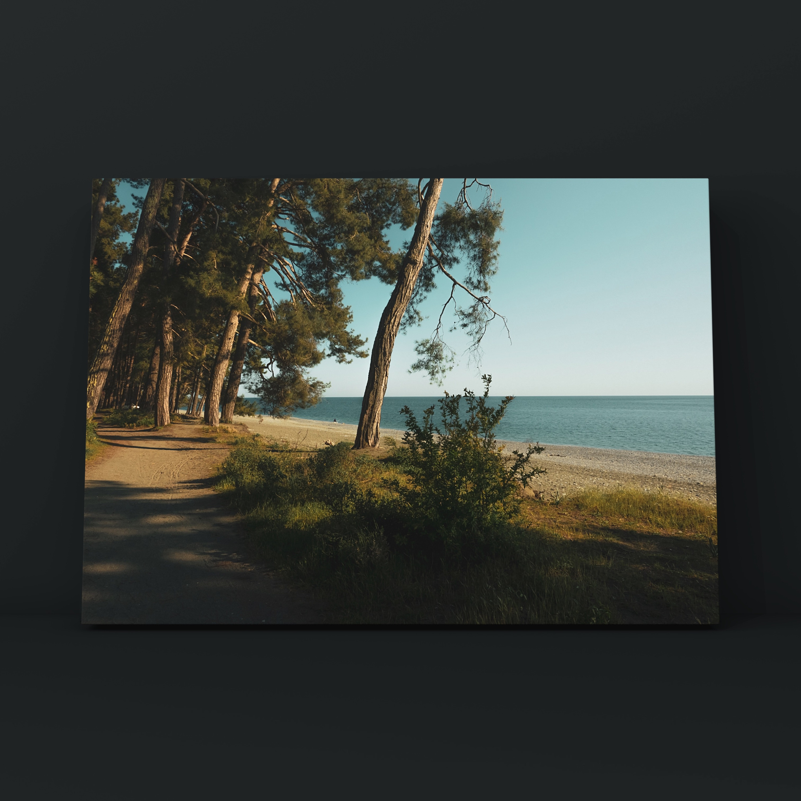 Шишкин на море Пицунда. Фотограф в Москве Сергей Коршунов