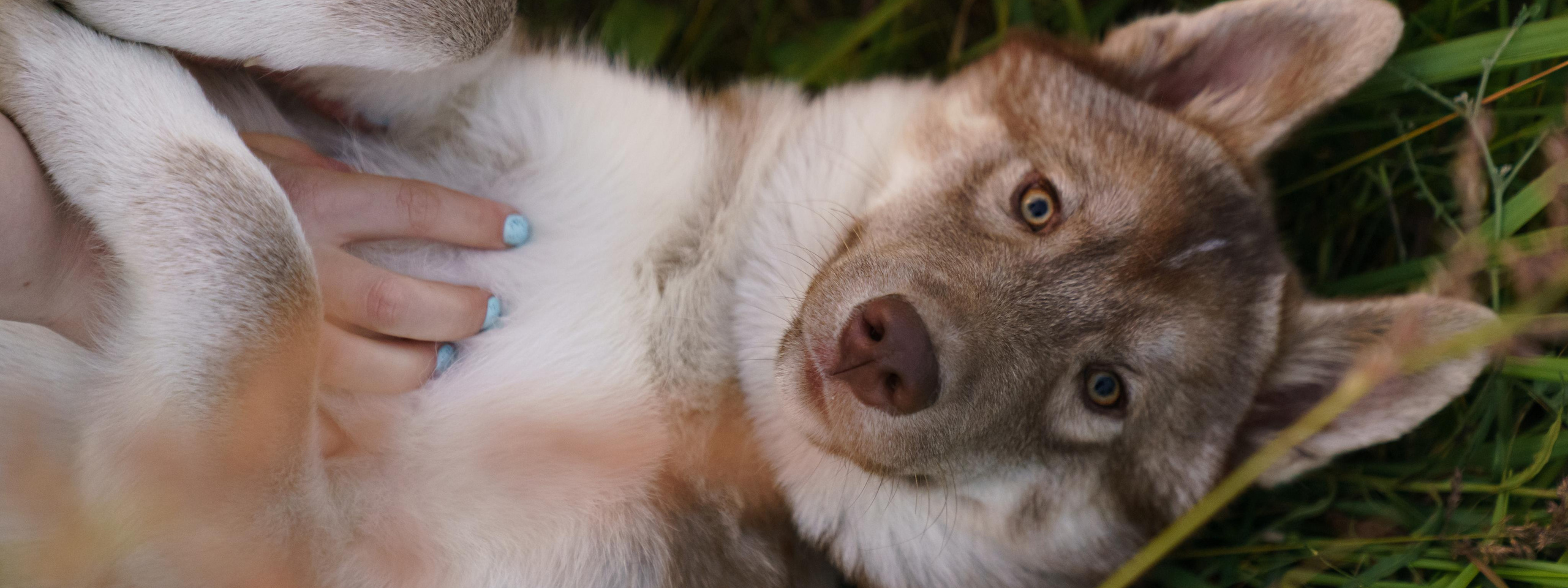 Контакты. Фотограф-анималист в Санкт-Петербурге