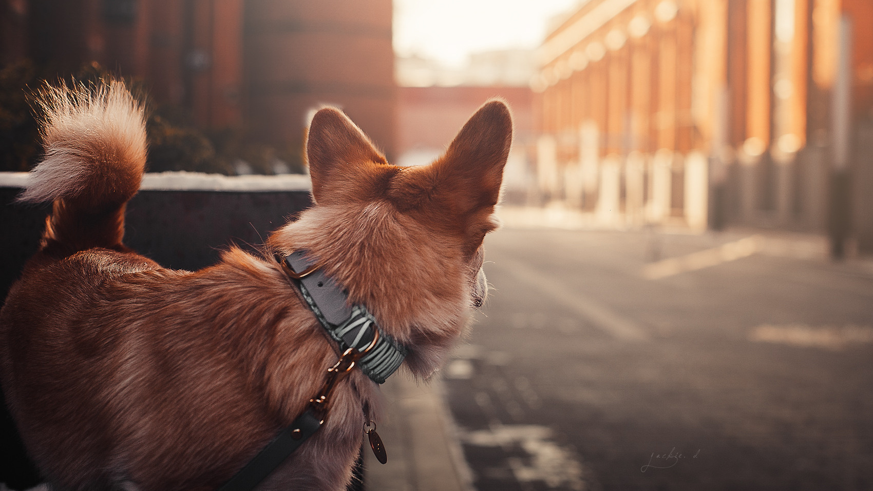 Контакты. Фотограф-анималист в Санкт-Петербурге