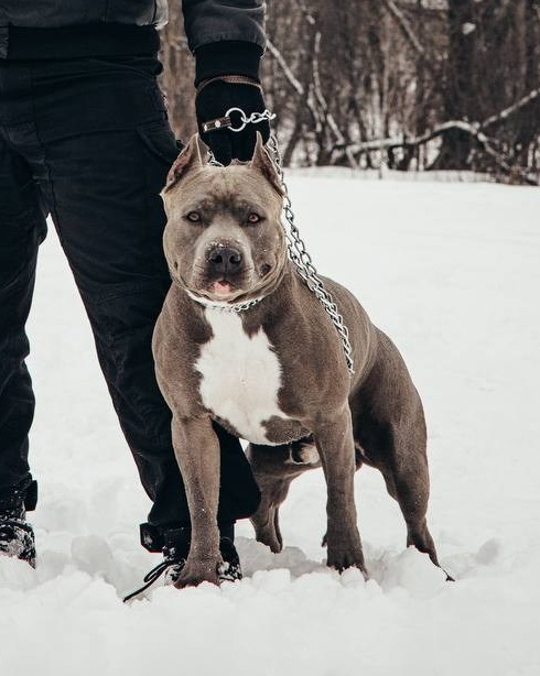 Pandora De Beleza Selestial' x Darth Lord Credo. Питомник американских булли Bounty Pride Bully