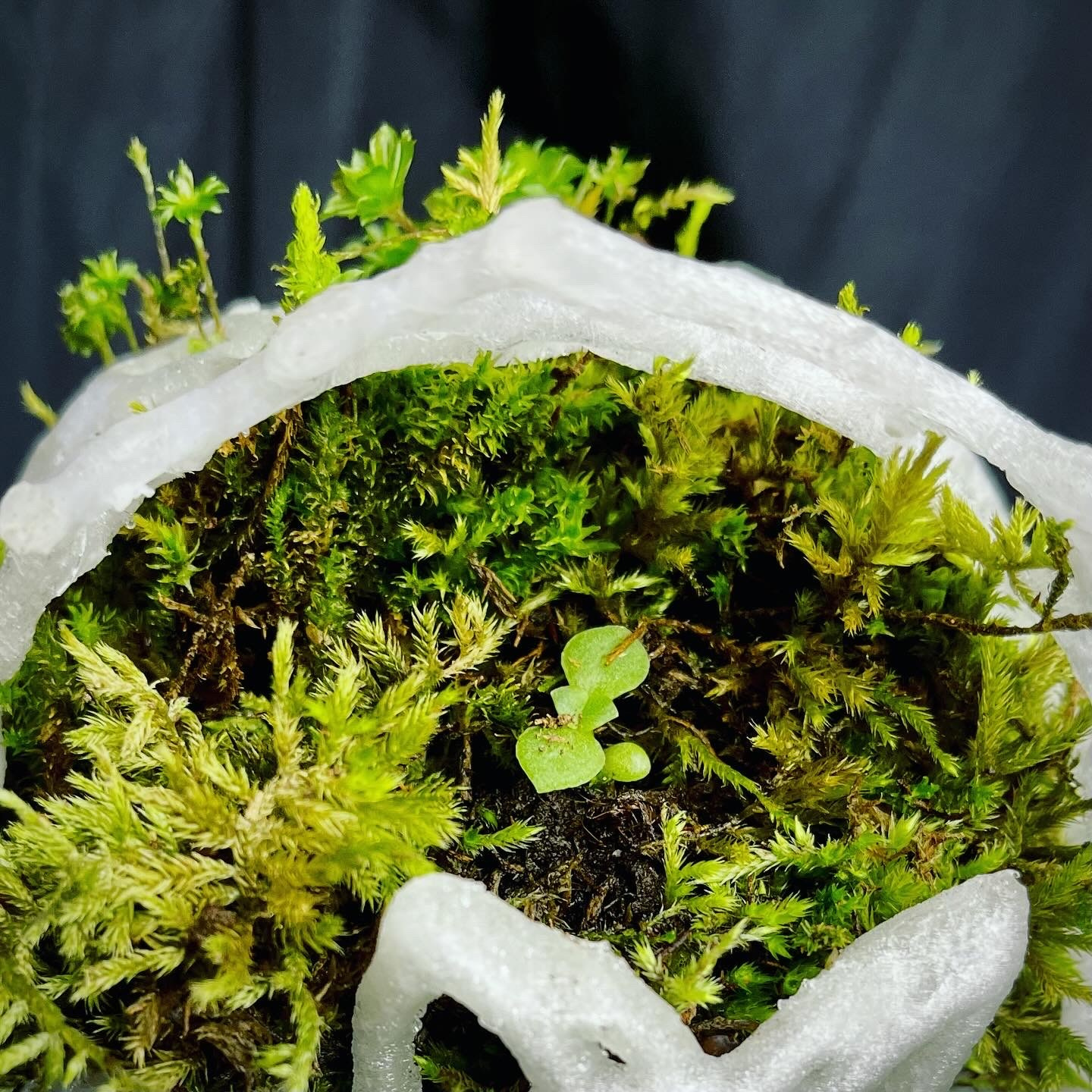 Саша Малышева ● Художник