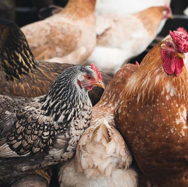 Домашние куры разных пород в зоопарке Лесная Братва