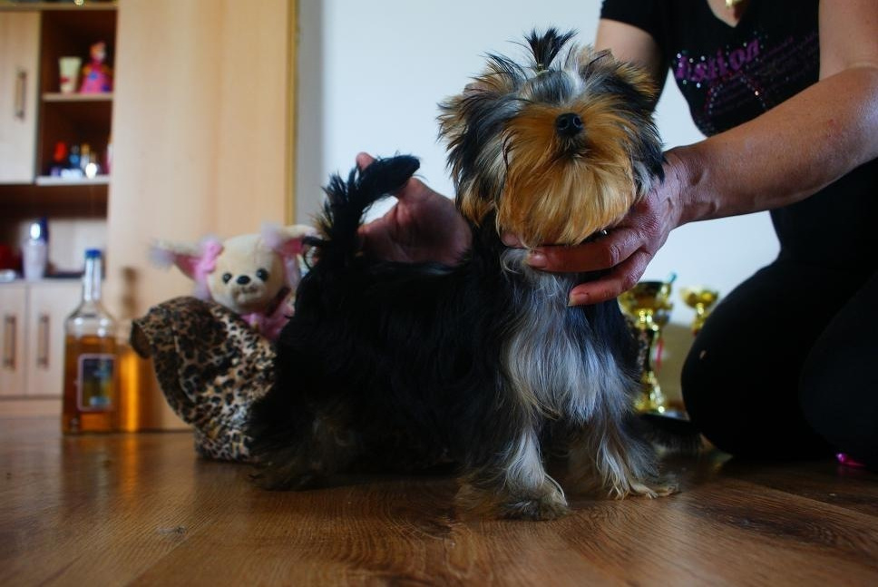 Endless Love Stribrne Prani. Питомник Йоркширских терьеров Дэнстайл в Санкт-Петербурге заводчик Тих