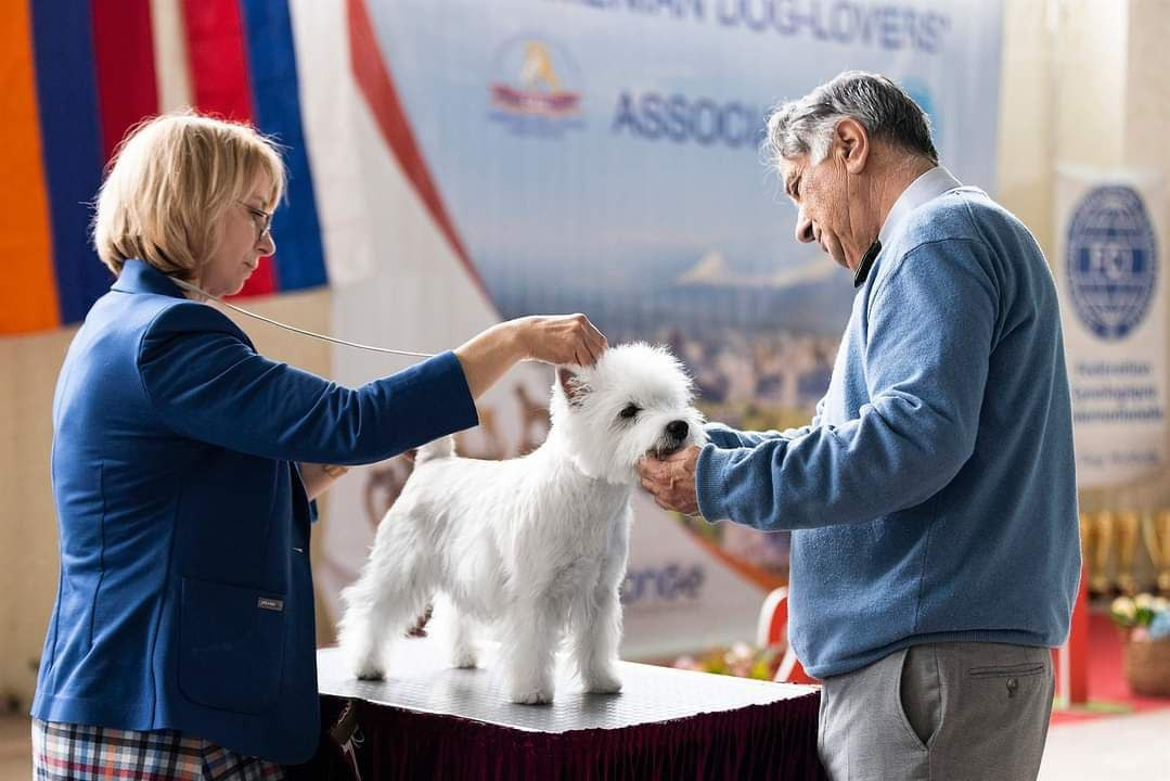 Новости питомника собак. Питомник собак породы вест хайленд вайт терьер в Москве