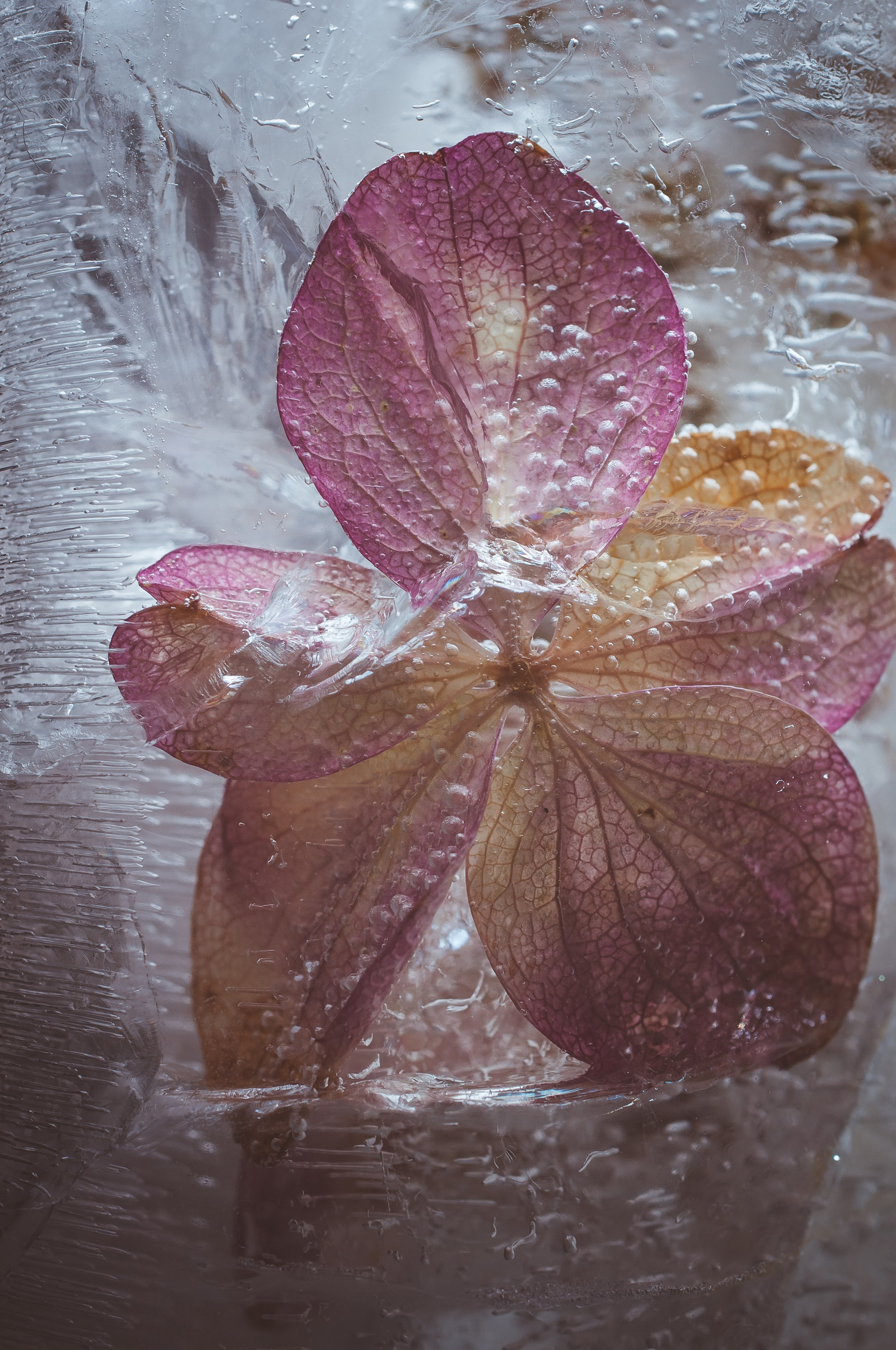 FFF — Frozen Fairy Flower. Фотограф в Санкт-Петербурге Анна Гончар