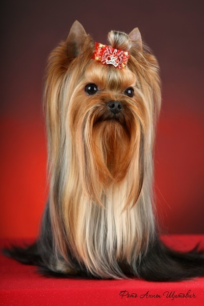 Beloved Cookie Stribrne Prani. Питомник Йоркширских терьеров Дэнстайл в Санкт-Петербурге заводчик Тих