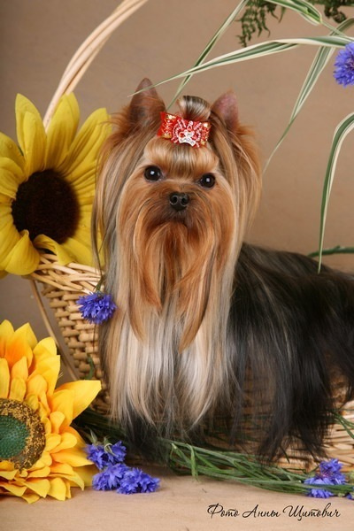 Beloved Cookie Stribrne Prani. Питомник Йоркширских терьеров Дэнстайл в Санкт-Петербурге заводчик Тих