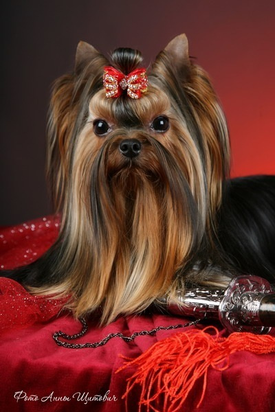 Dare To Dream Stribrne Prani. Питомник Йоркширских терьеров Дэнстайл в Санкт-Петербурге заводчик Тих