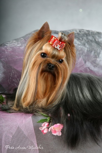 Beloved Cookie Stribrne Prani. Питомник Йоркширских терьеров Дэнстайл в Санкт-Петербурге заводчик Тих