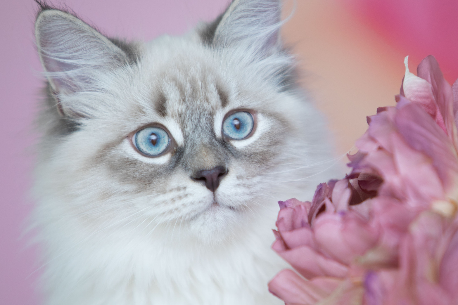 Наши кошки. Главная