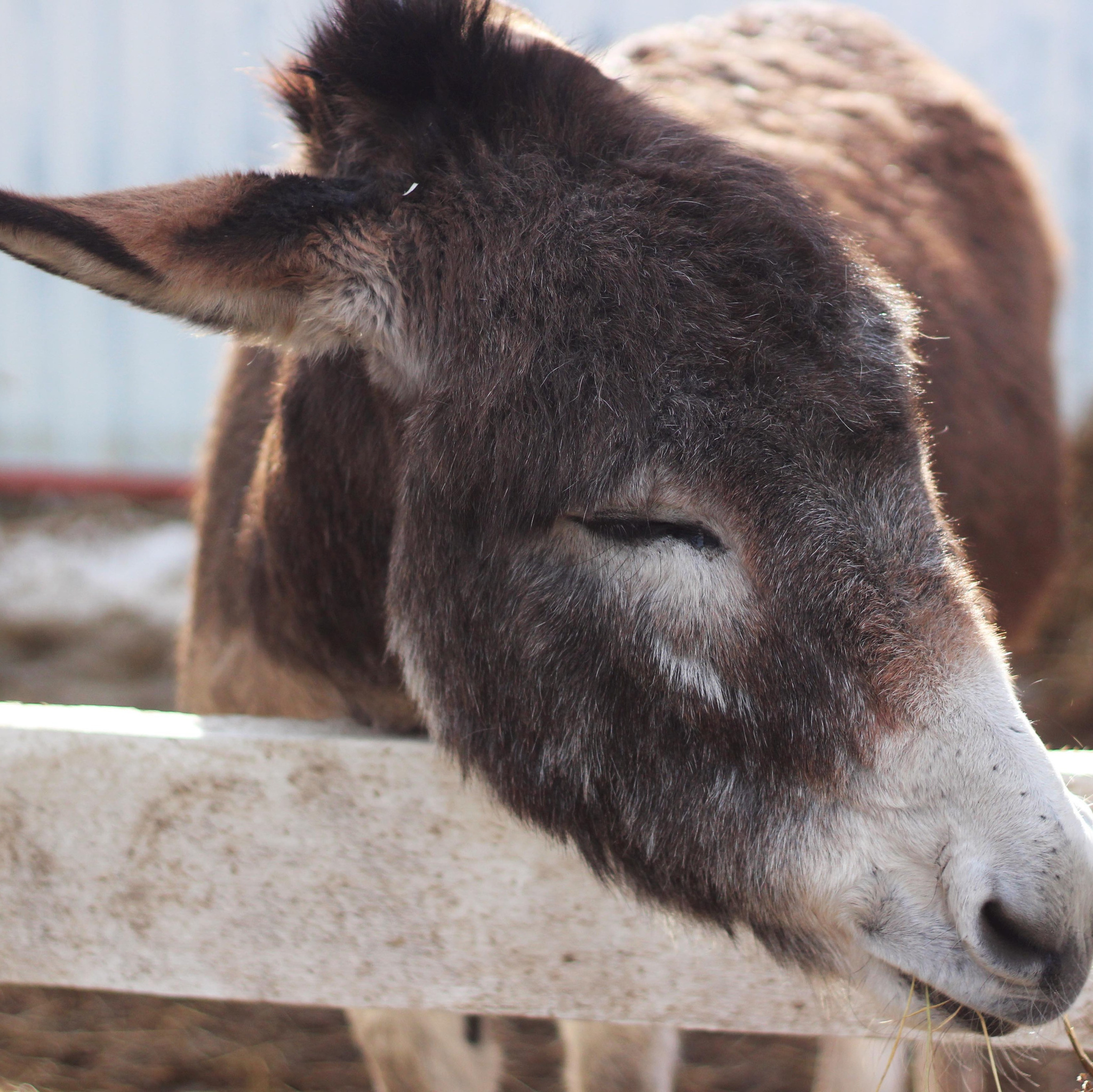 Наши лошади. КСК Тагир