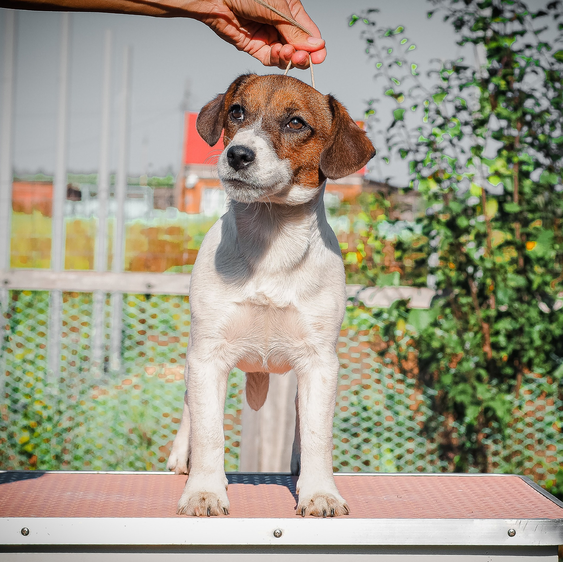LITTER «F» 04/03/2024. CANE MAESTRO — kennel Jack Russell Terrier