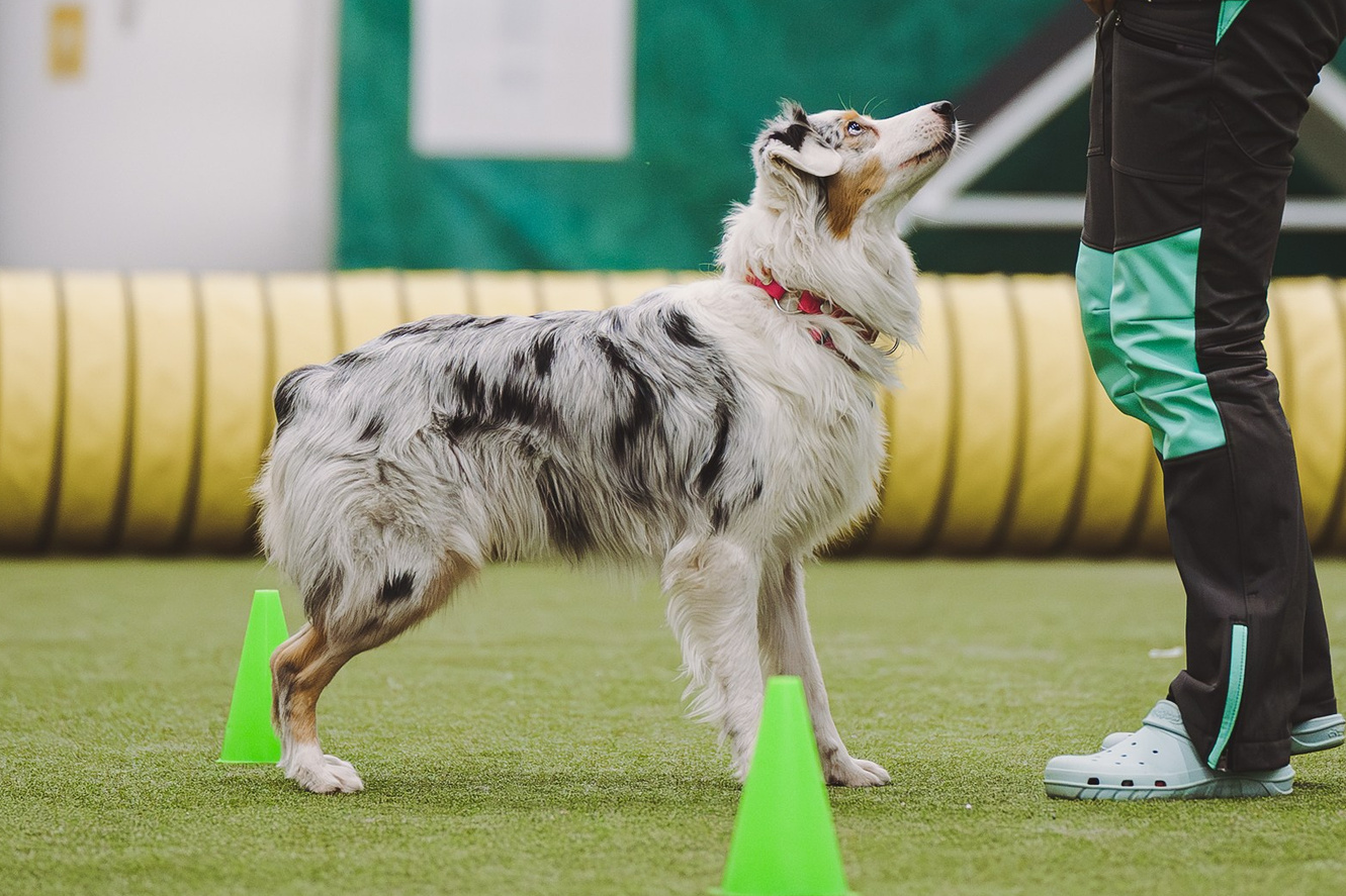 Р-помёт. BLGKV питомник собак