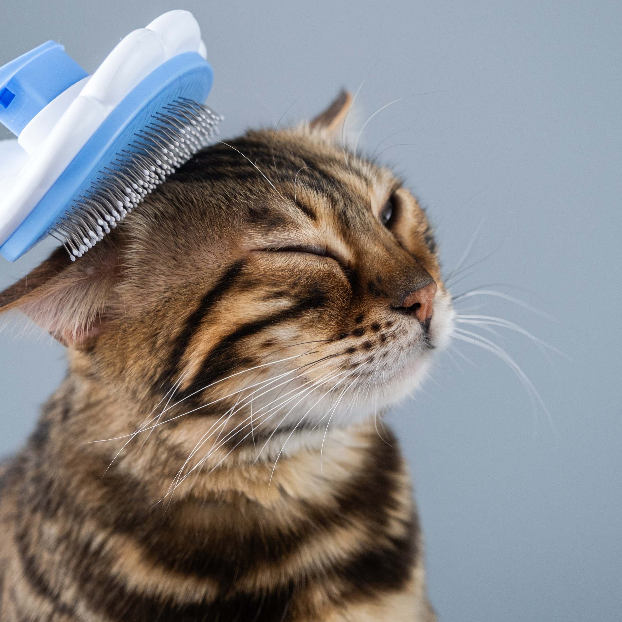 Услуги и цены. Зоофотограф, фотограф животных в Москве и области Дина Дамоцева