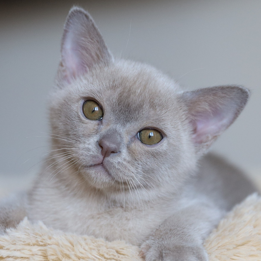 Котята. Питомник «Bouncy Life»