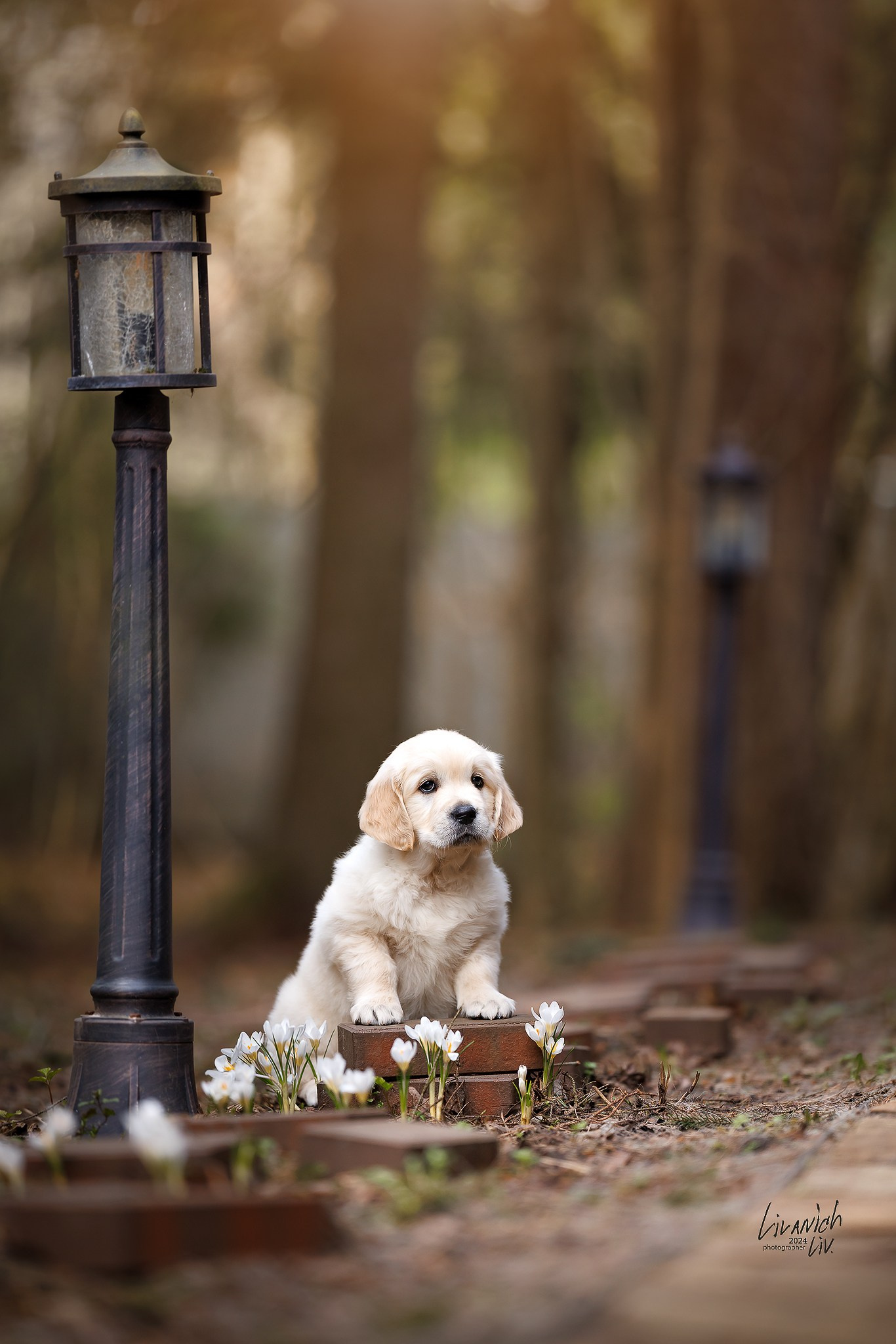 Фотограф для вашей собаки