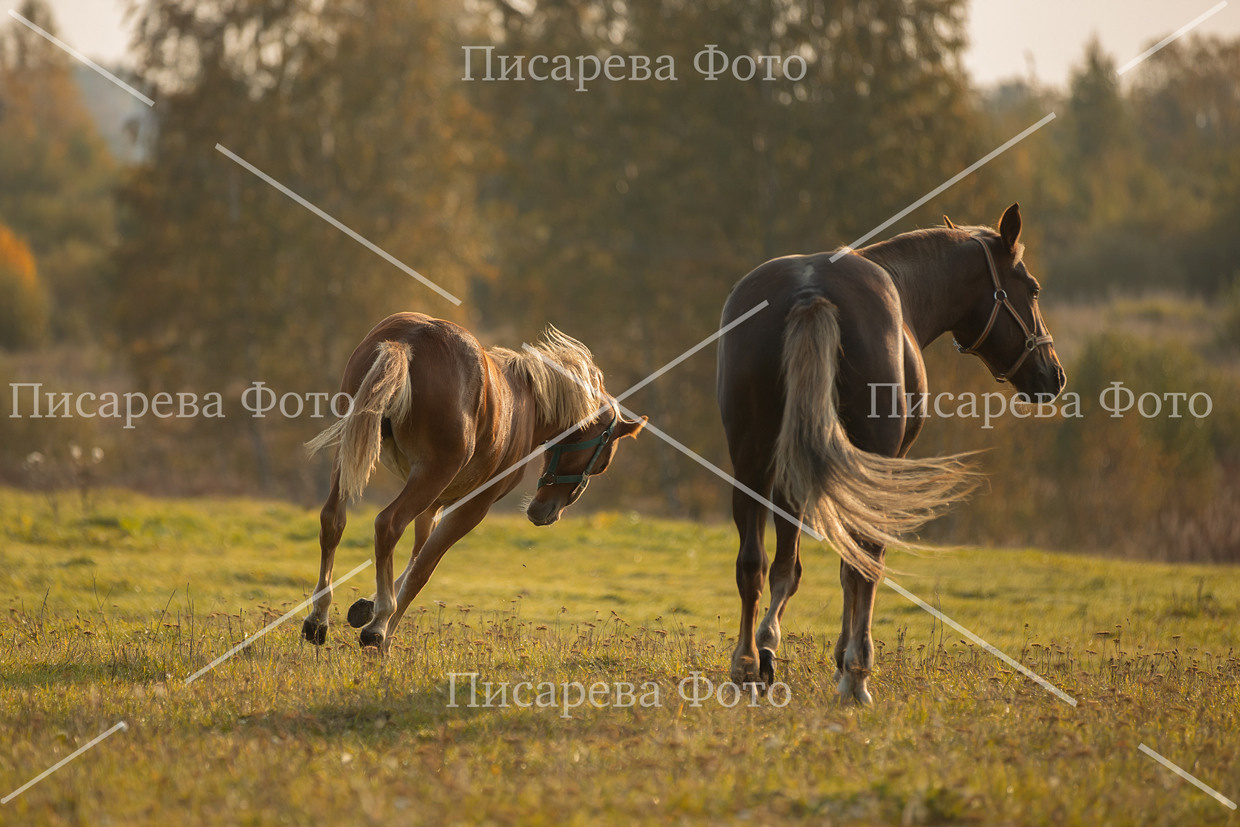 Две лошади в поле на закатном солнце