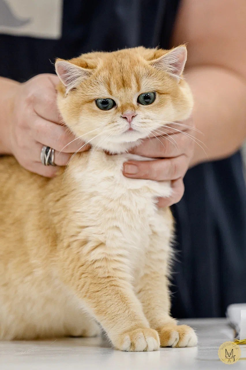 Кошки\Female. Mauna Gastonia