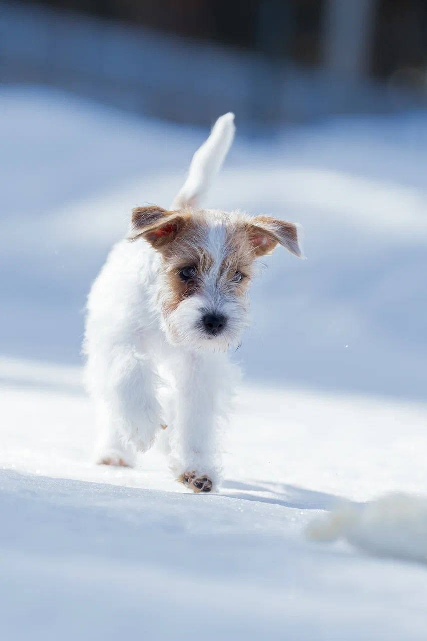 LITTER «M» 11.12.2025. Lovely Orange kennel Jack Russell Terrier FCI/RKF