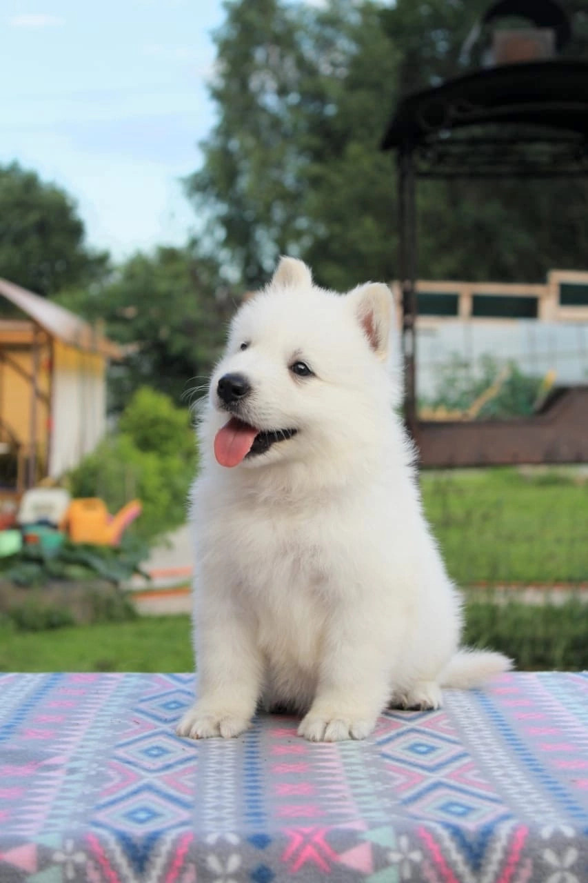 Щенки белой швейцарской овчарки. Питомник собак Westerly Wind Москва и МО